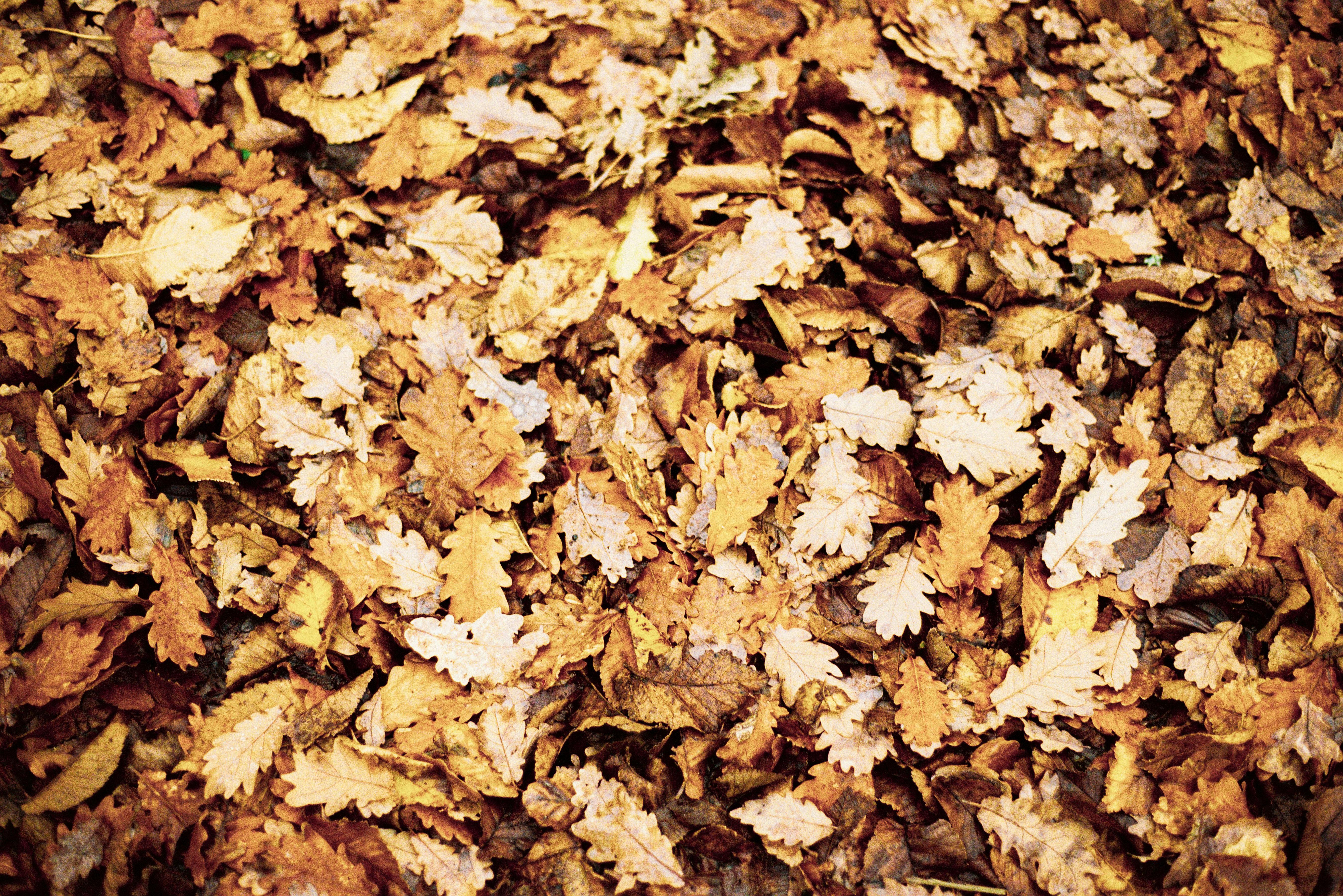 Nahaufnahmefoto Von Trockenen Herbstblättern Auf Dem Boden ...