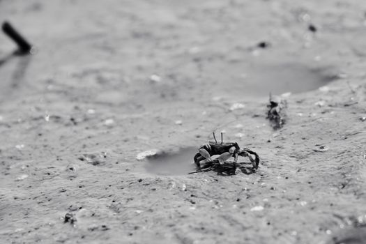 A black and white photograph of a small crab on a muddy shoreline, highlighting its natural habitat.