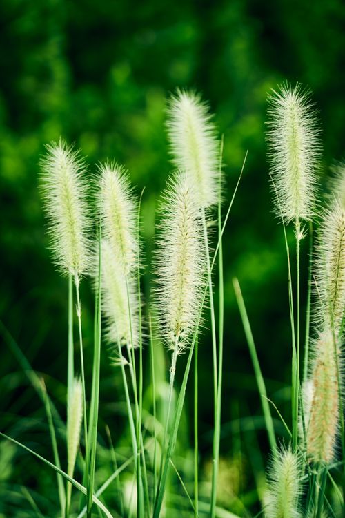Free Vibrant green grass stalks sway in a sunlit summer field, showcasing natural beauty. Stock Photo