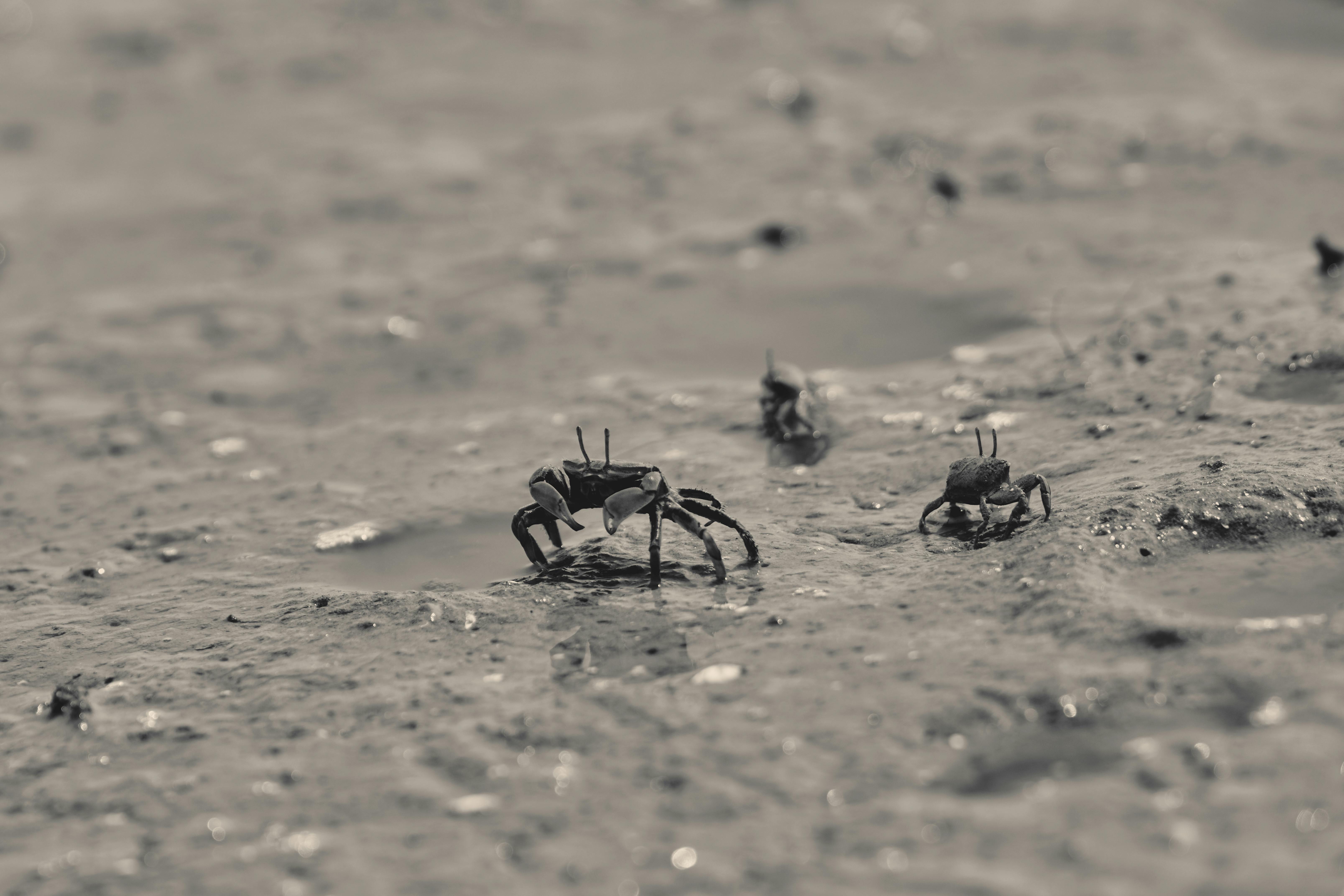 Fiddler Crab Tide Army — Sundarbans Bangladesh