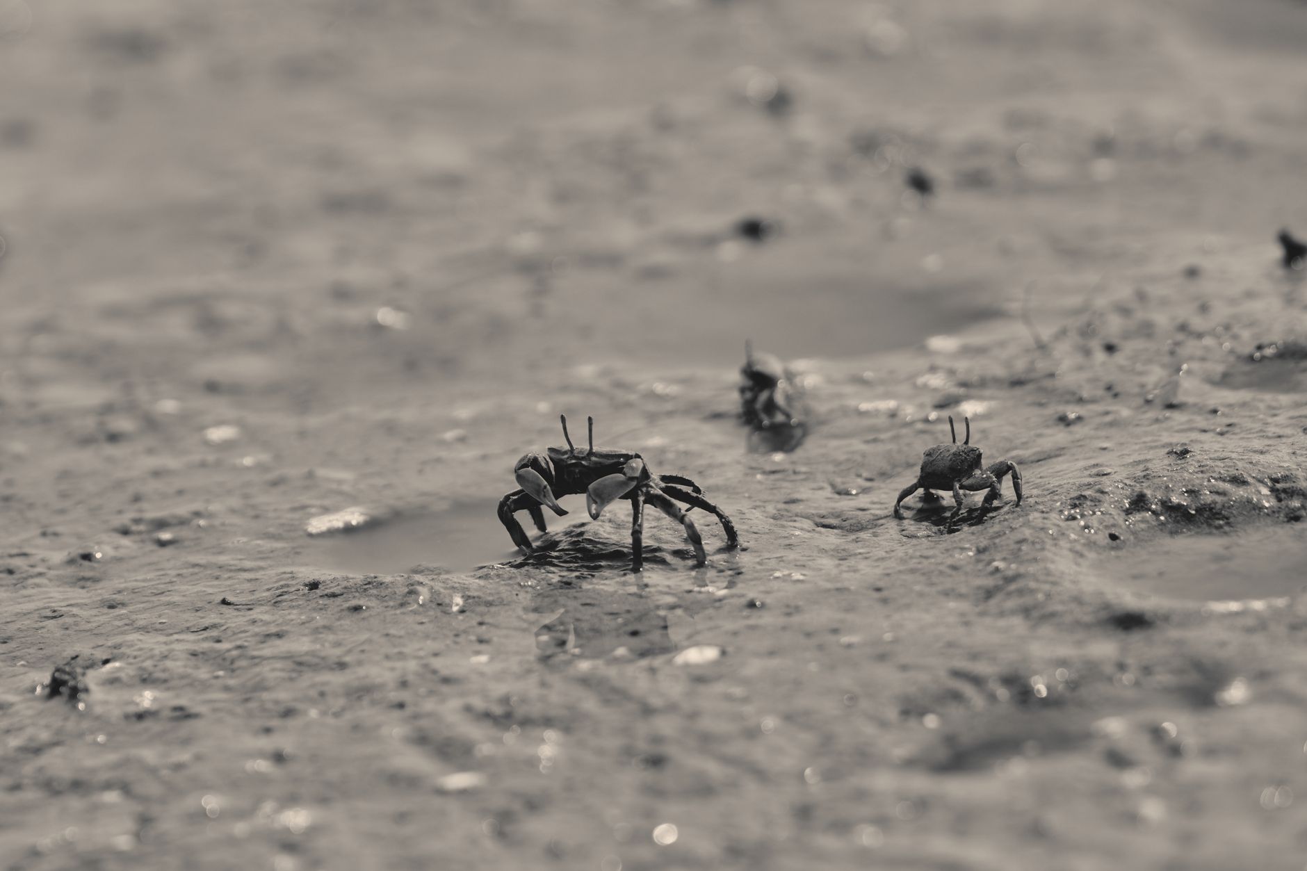 Carcinization Examples Do animals evolve into crabs? - The Institute for Environmental ...