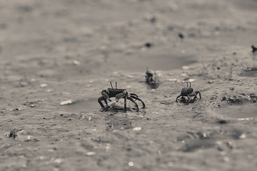 Close-up of small crabs navigating the wet sands of a seashore, capturing coastal wildlife in detail.