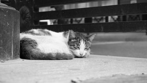 Free Black and white portrait of a sleeping cat on a city street corner, exuding calmness. Stock Photo
