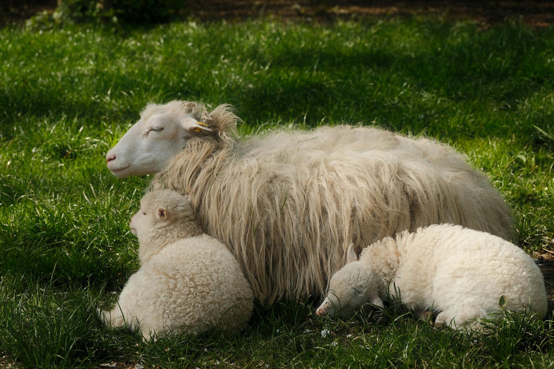 A sheep and two lambs are laying in the grass