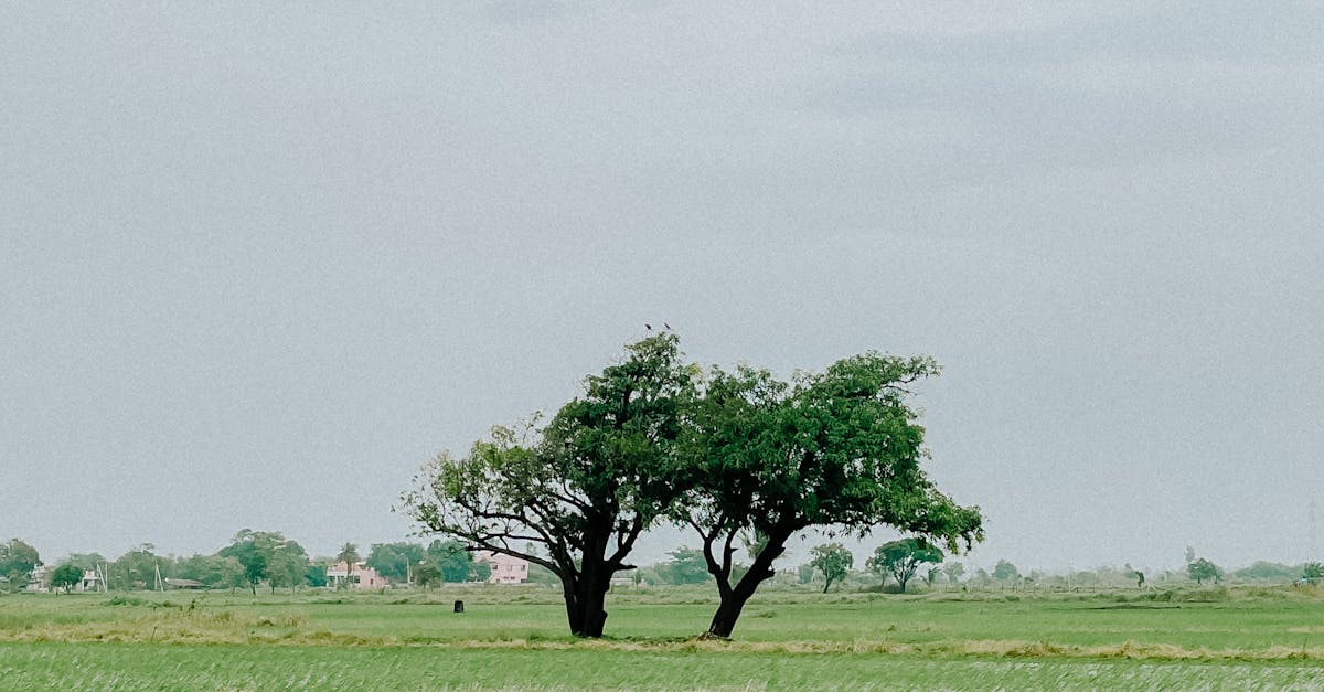 Foto profissional gratuita de agricultura, agronomia, ambiente rural ...