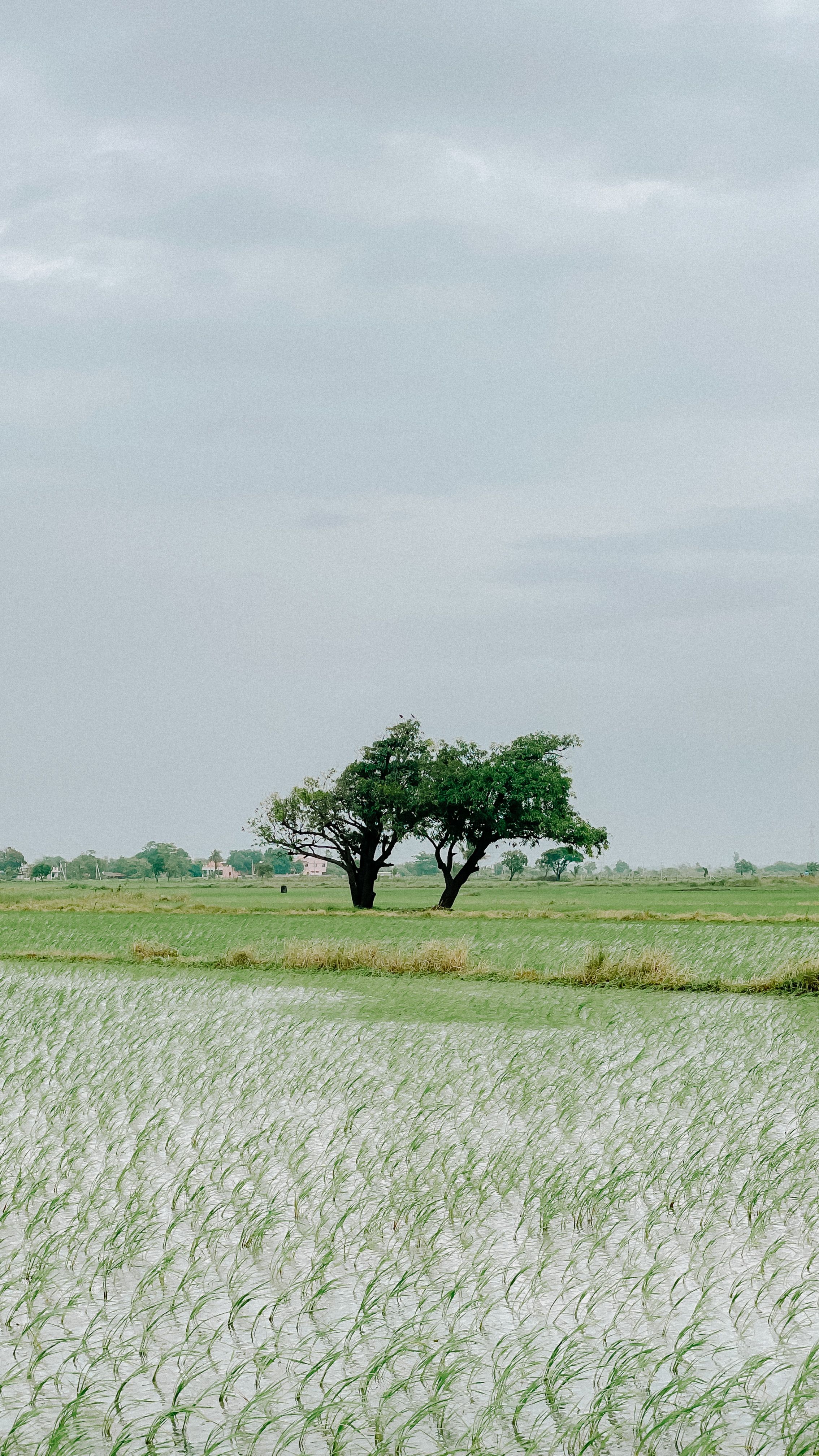 Lone Tree in Lush Green Field under Clear Sky · Free Stock Photo