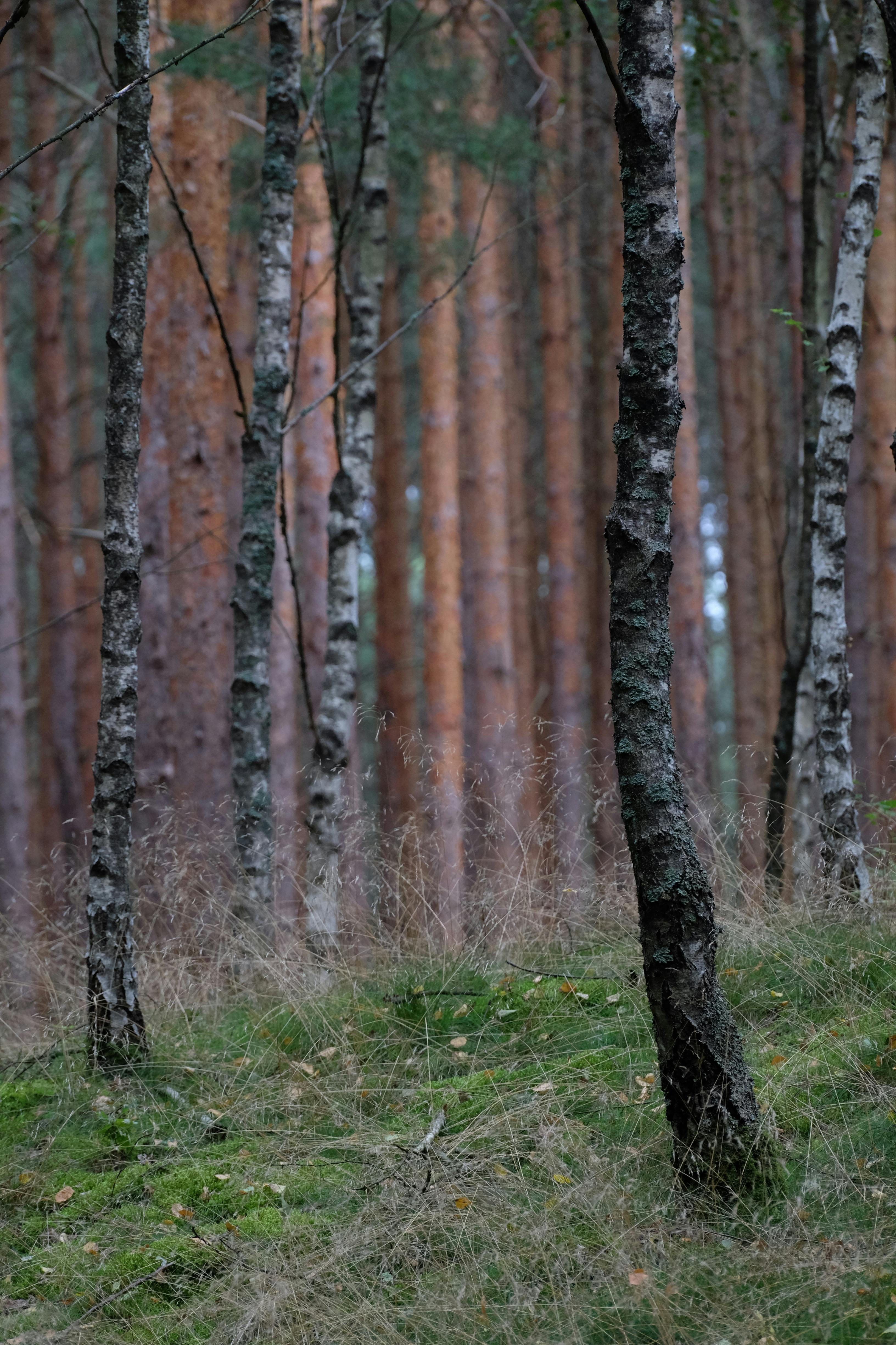 A tranquil view capturing birch and pine trees in an autumn forest setting.