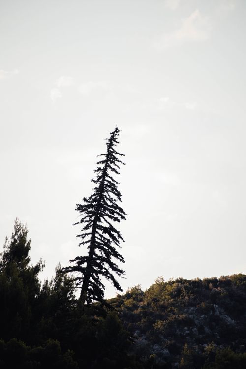 Free A dramatic silhouette of a conifer tree against a light sky in Dubrovnik, Croatia, showcasing nature's elegance. Stock Photo