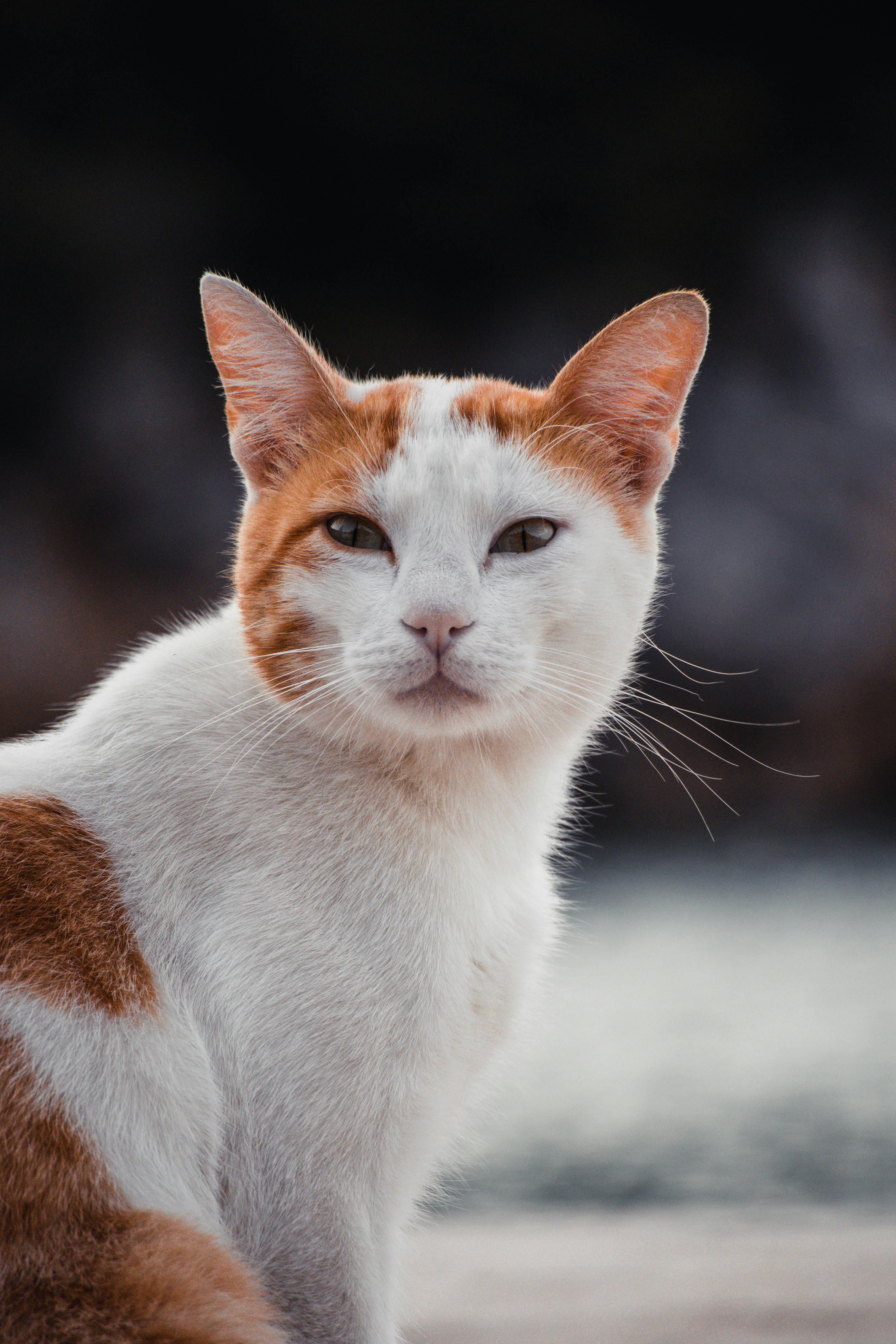 Free Close-up portrait of an orange and white cat sitting outdoors with a curious expression. Stock Photo
