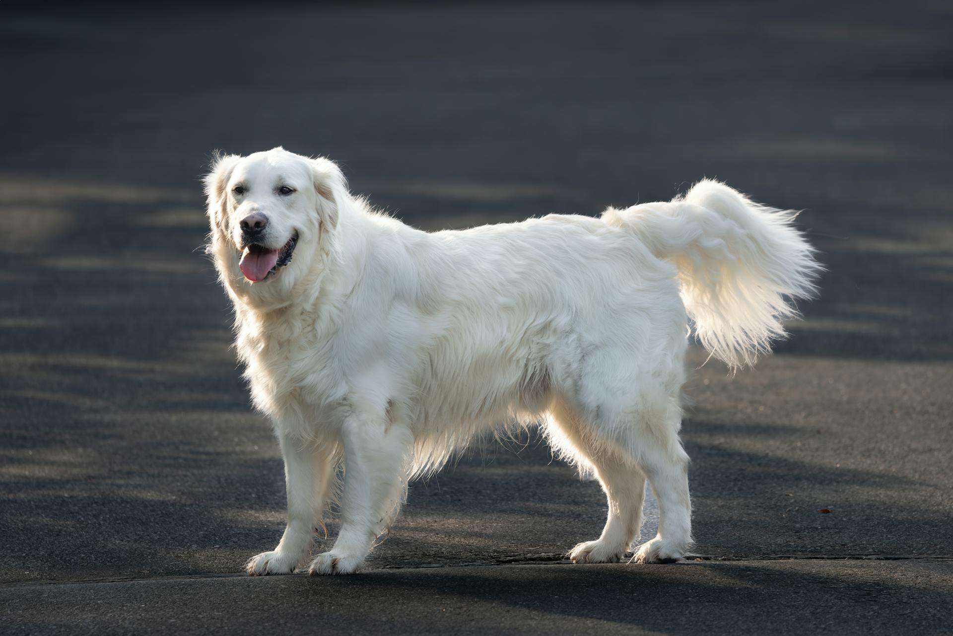 En vit hund som står på gatan