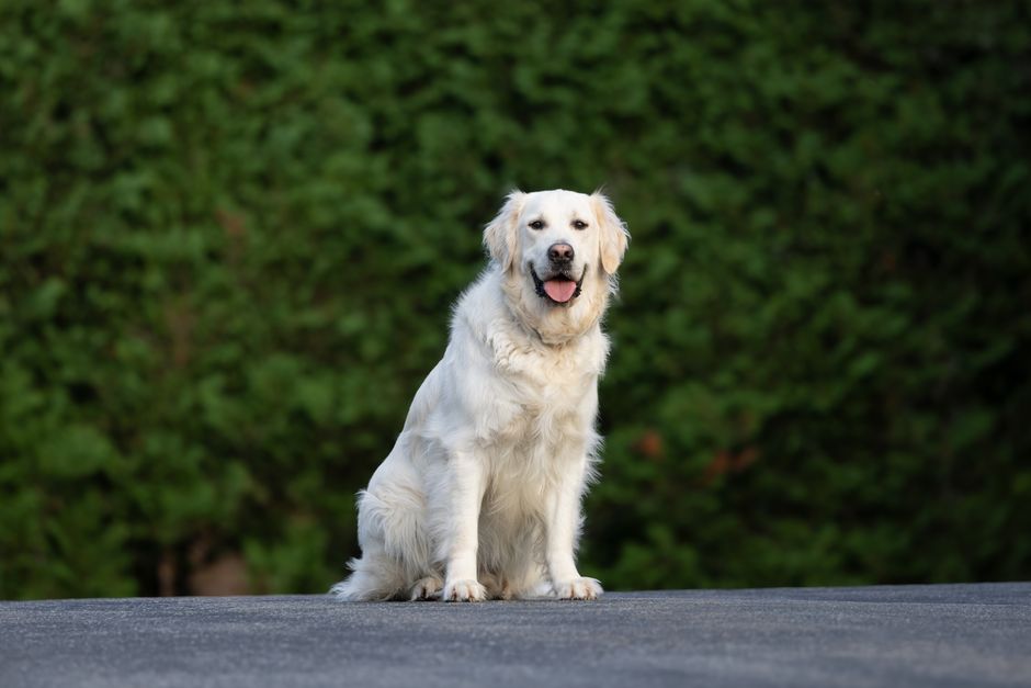 happy golden retriever dog sitting on a clean rug in a Castle Rock home happy golden retriever dog sitting on a clean rug in a Castle Rock home