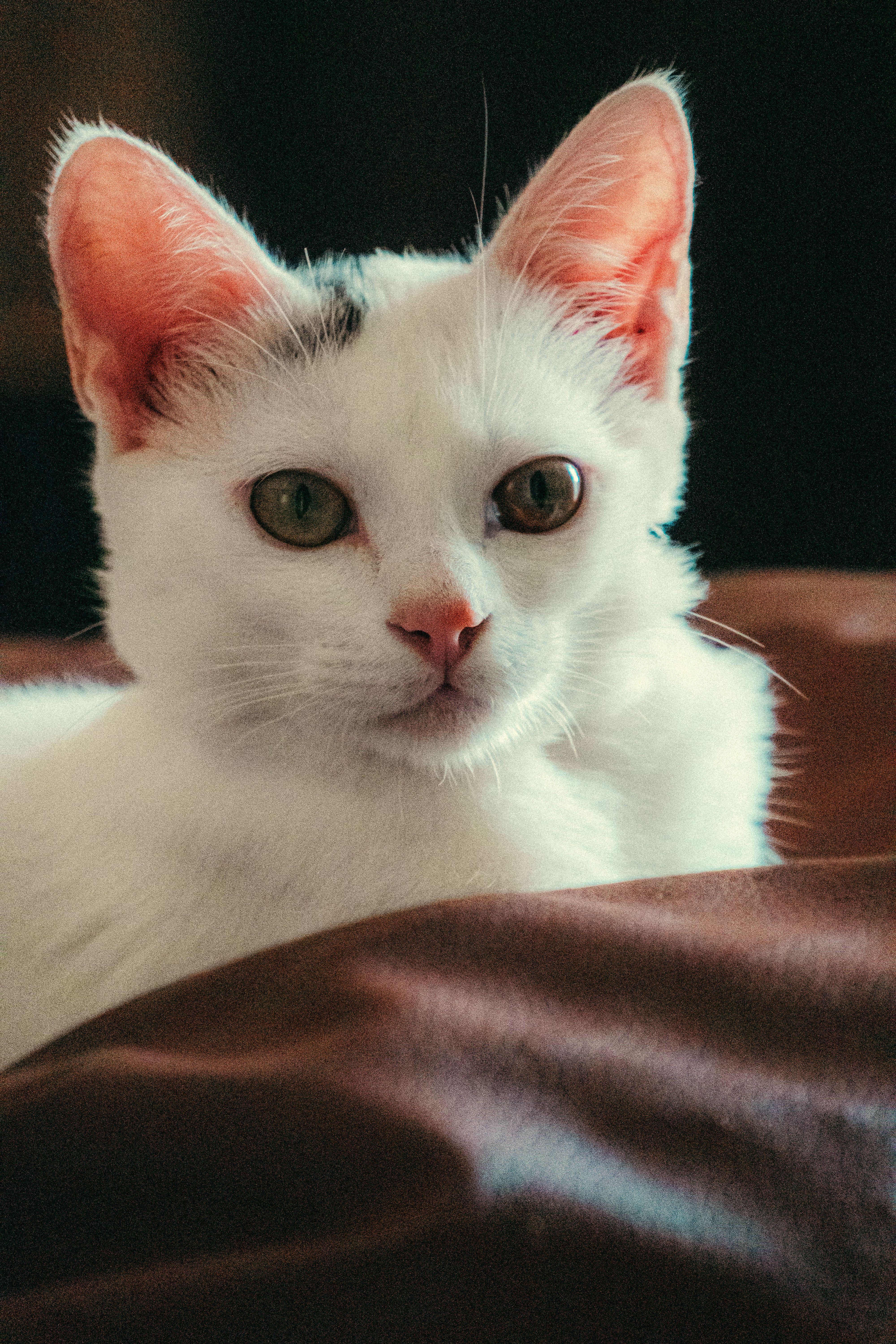 A white cat with green eyes is laying on a brown couch · Free Stock Photo