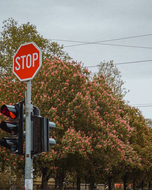 Free A stop sign by traffic lights surrounded by blooming trees, capturing urban nature. Stock Photo