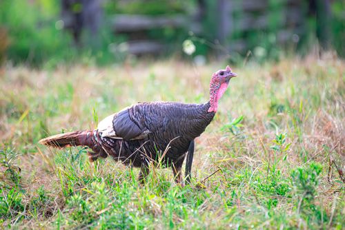 Free A vibrant wild turkey stands alert in a grassy field, showcasing its natural beauty. Stock Photo