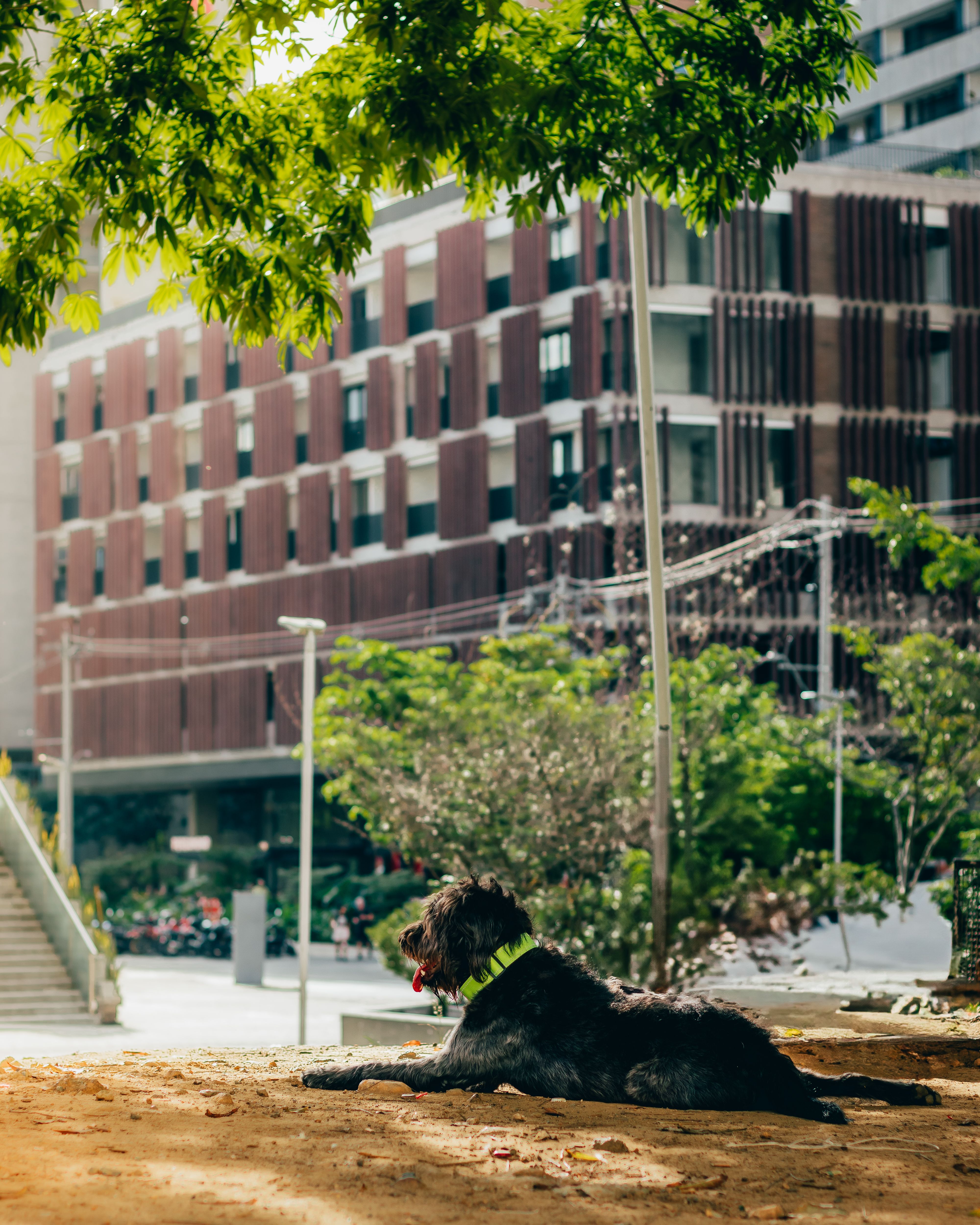 A dog laying on the ground in front of a building · Free Stock Photo