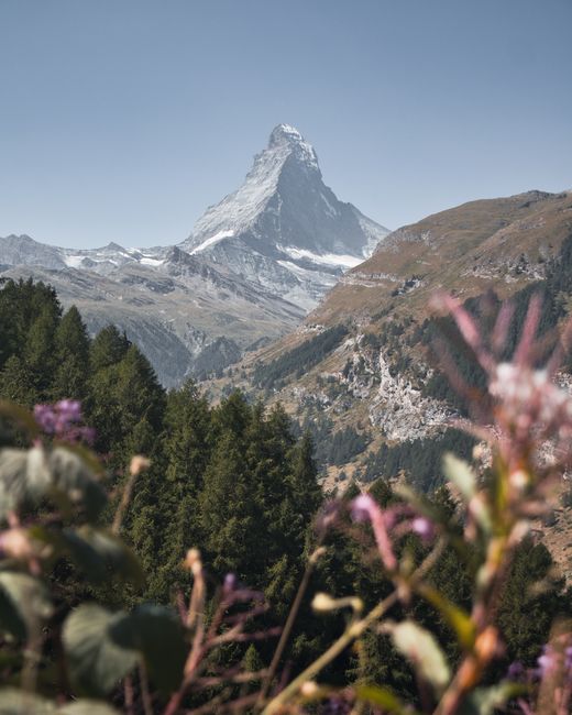 Stunning view of the Matterhorn amidst lush summer greenery in Zermatt, Switzerland.