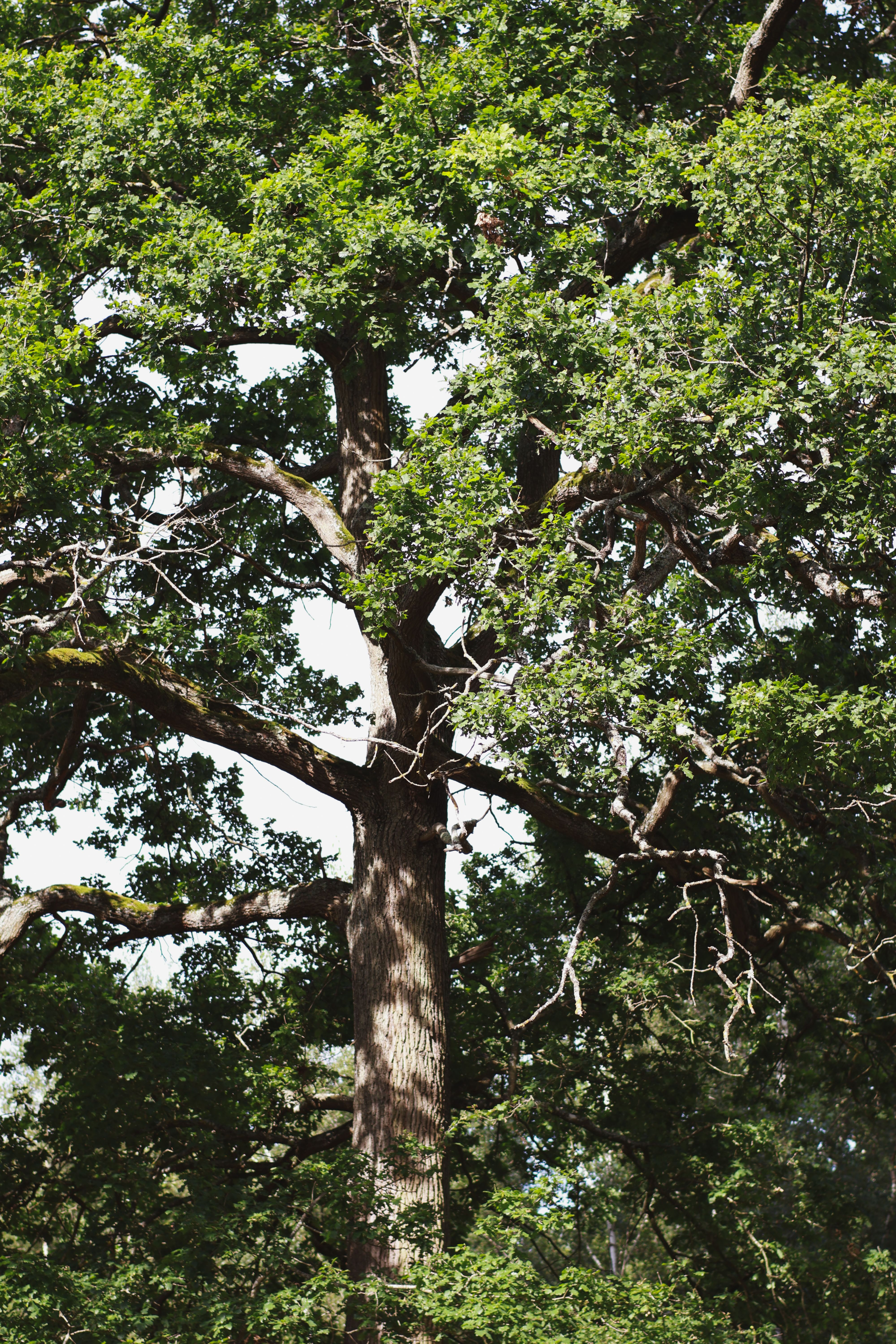 A large tree with many leaves and branches · Free Stock Photo