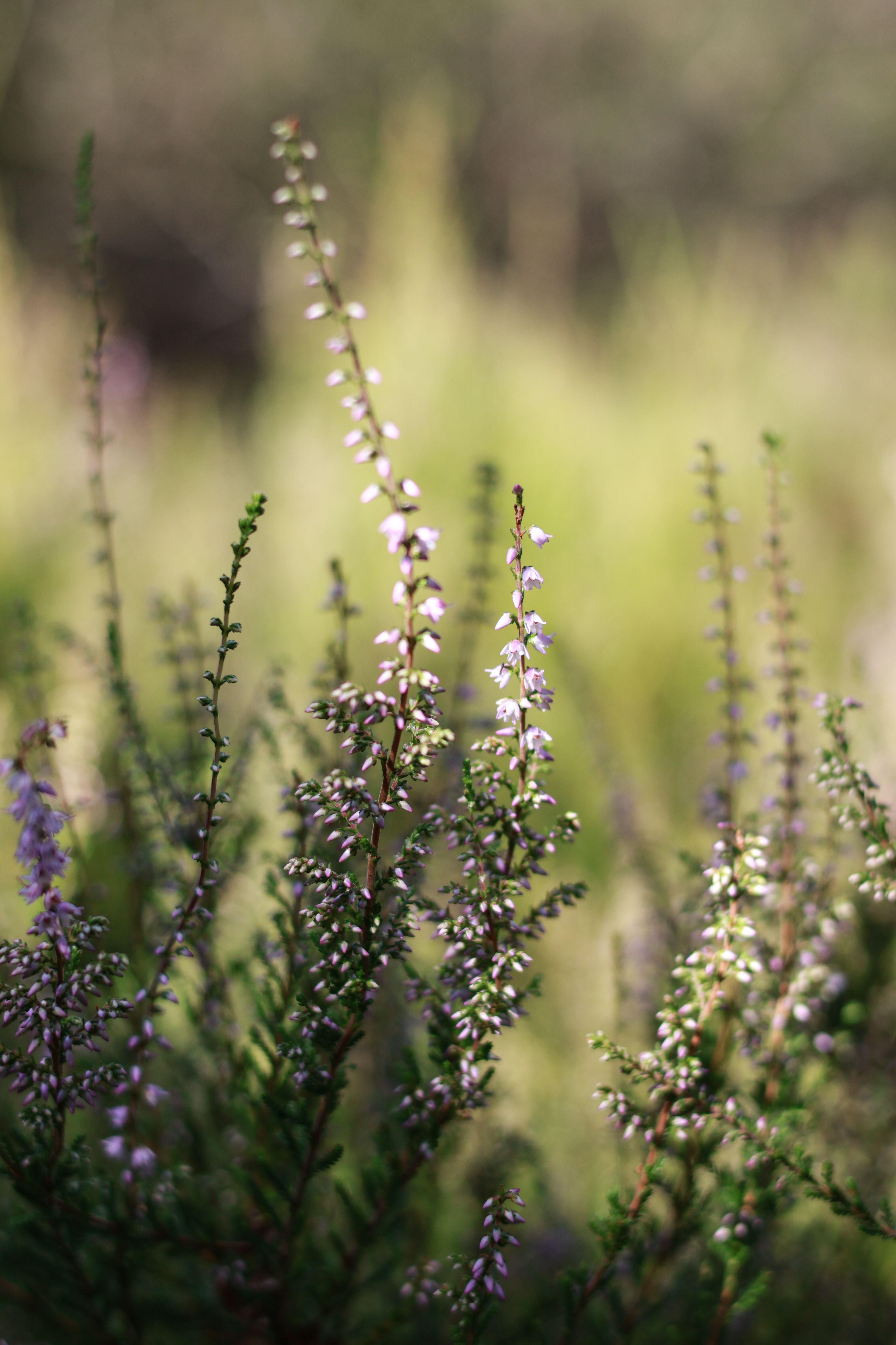 A close-up photograph of blooming heather flowers in a sunlit field, showcasing natural beauty.