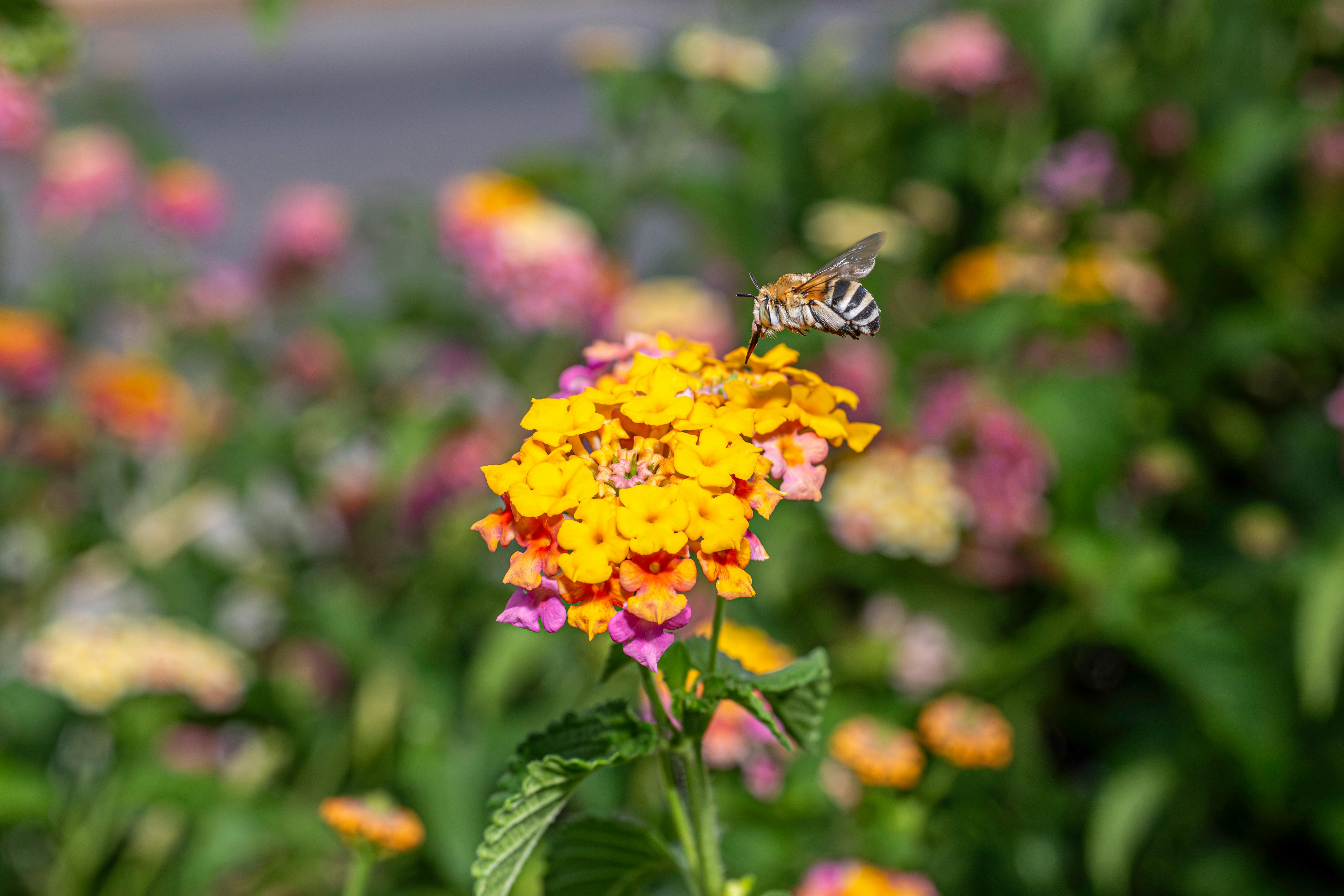Ark Valley Civics Bee Competition to Send Three Local Students to State — Photo by Erik Karits on Pexels