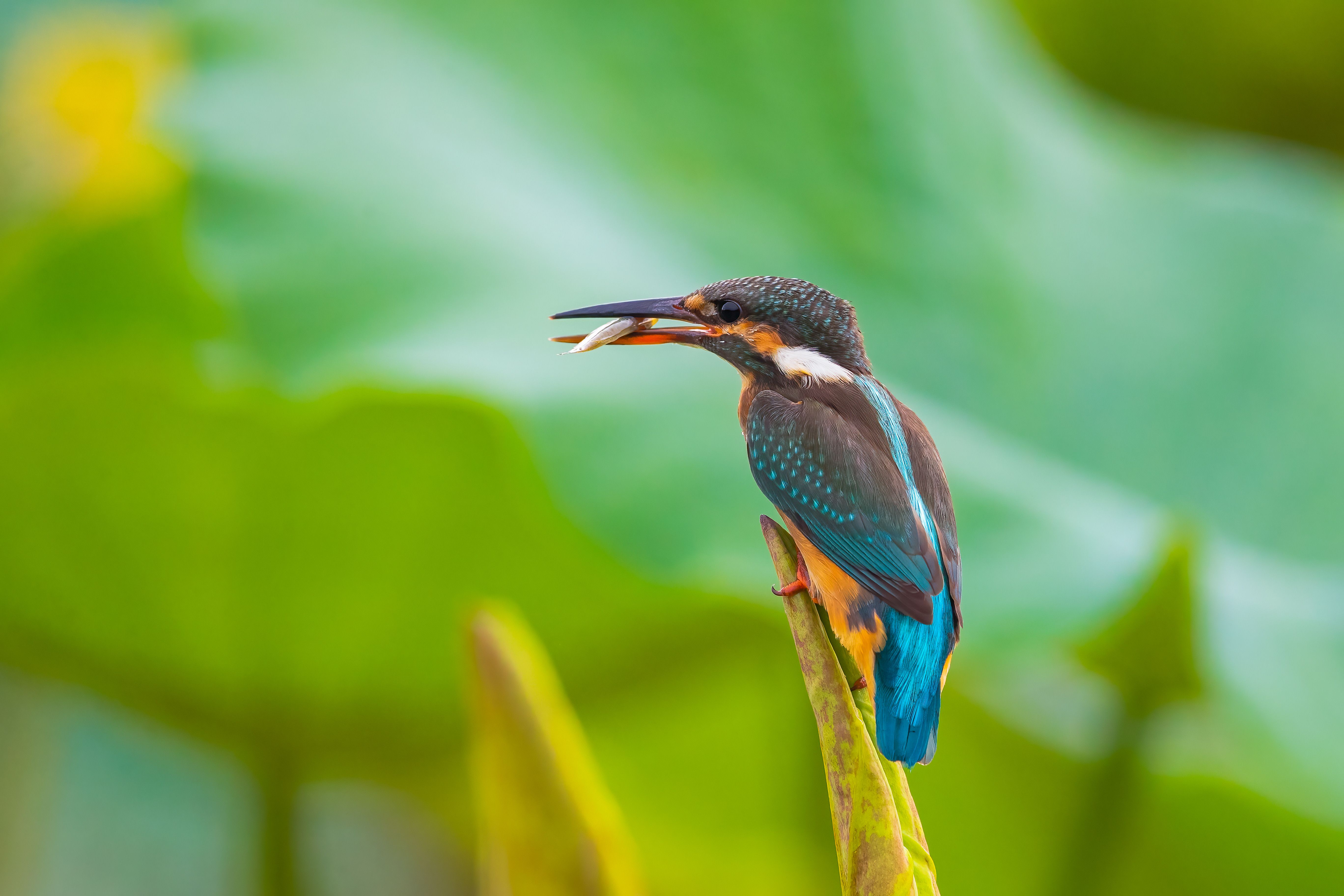 A bird with a fish in its beak sits on a leaf · Free Stock Photo