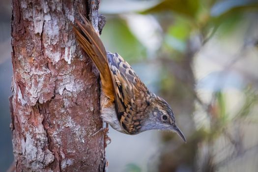 A small bird perched on the side of a tree
