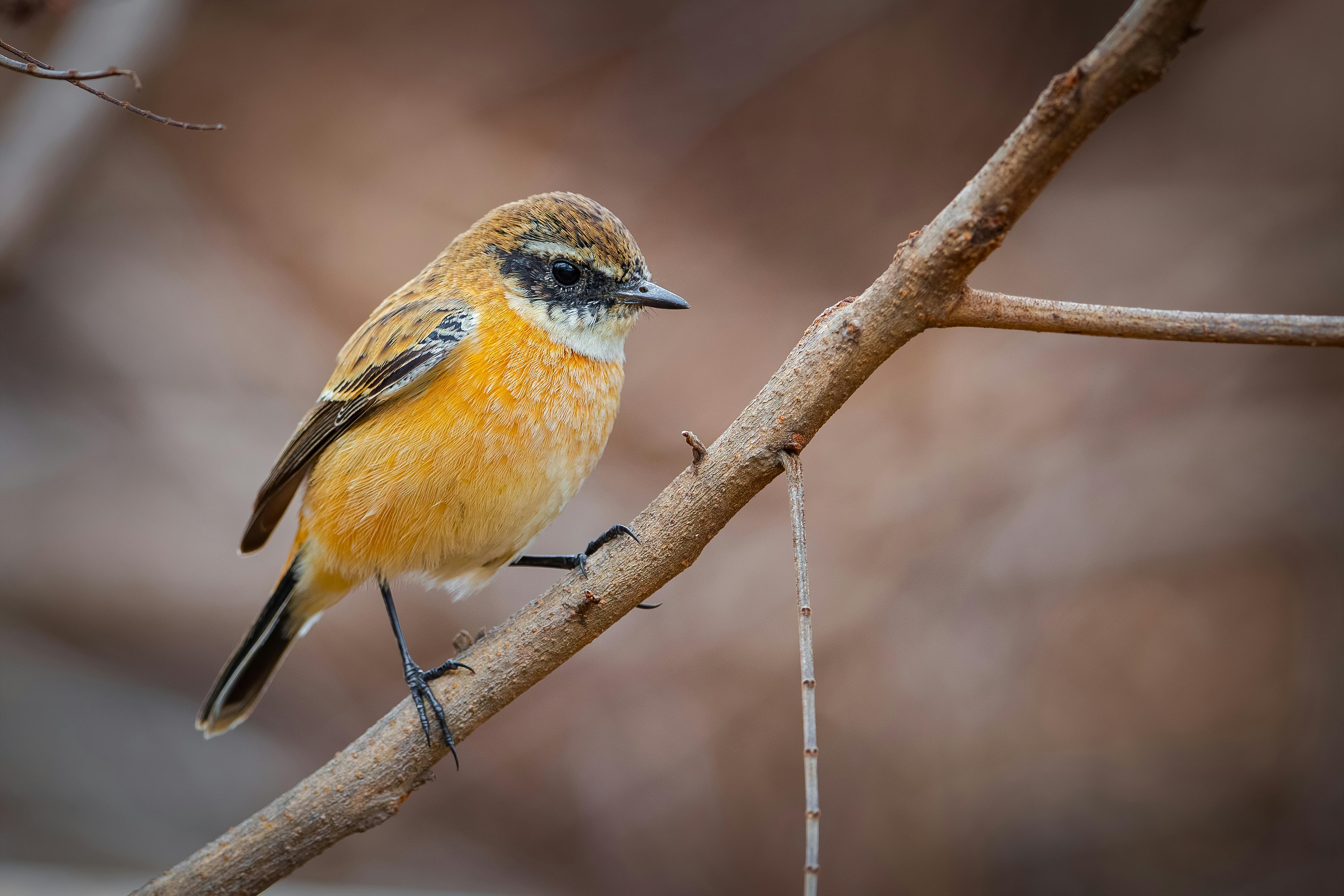 a small bird perched on a branch