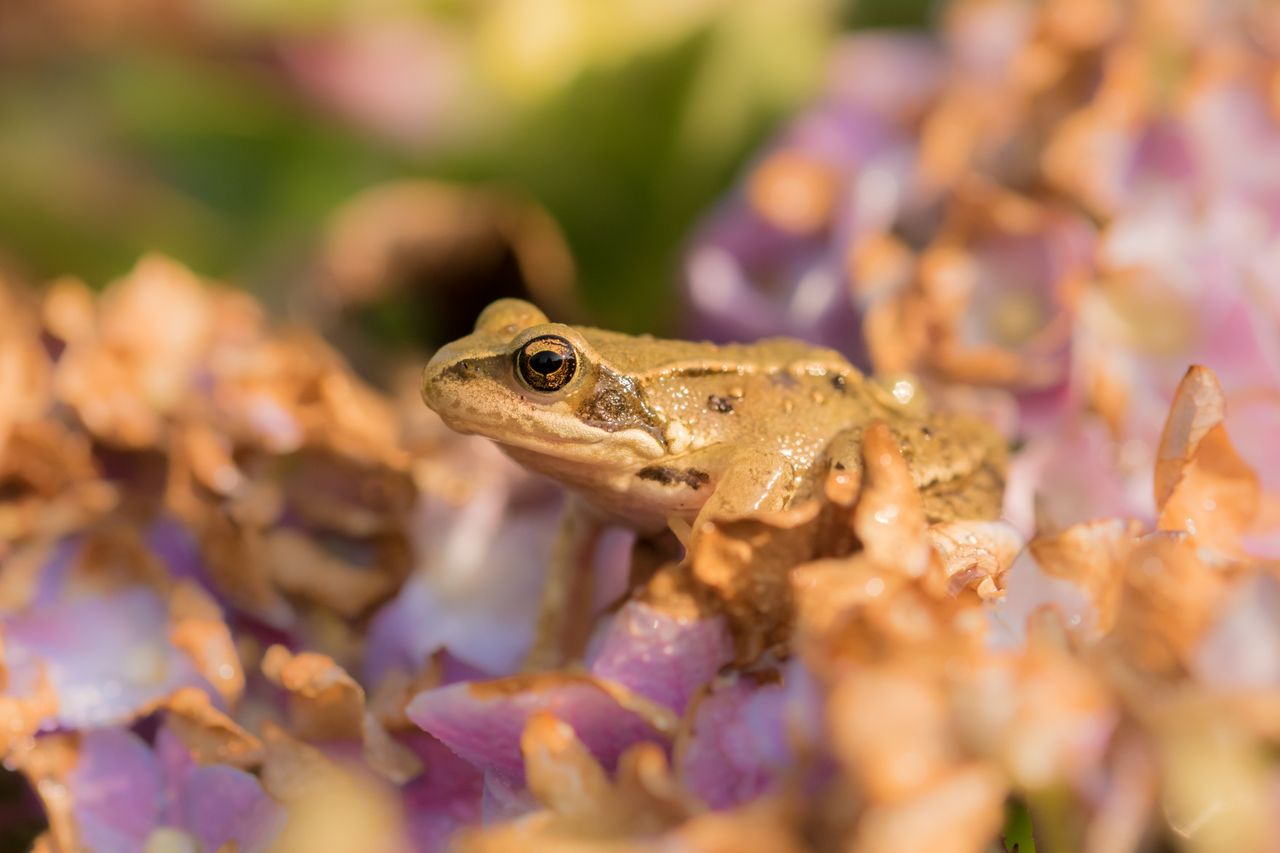 a detailed macro shot of a frog resting among vibrant petals showcasin