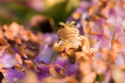 Gratis arkivbilde med amfibium, blomster, dyr