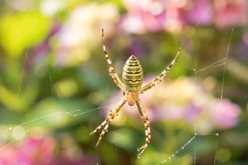 Free Macro photograph of a garden spider on its web with a bokeh floral backdrop. Stock Photo