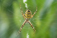 黄蜂蜘蛛在网上的特写镜头，展示了大自然中复杂的图案和细节