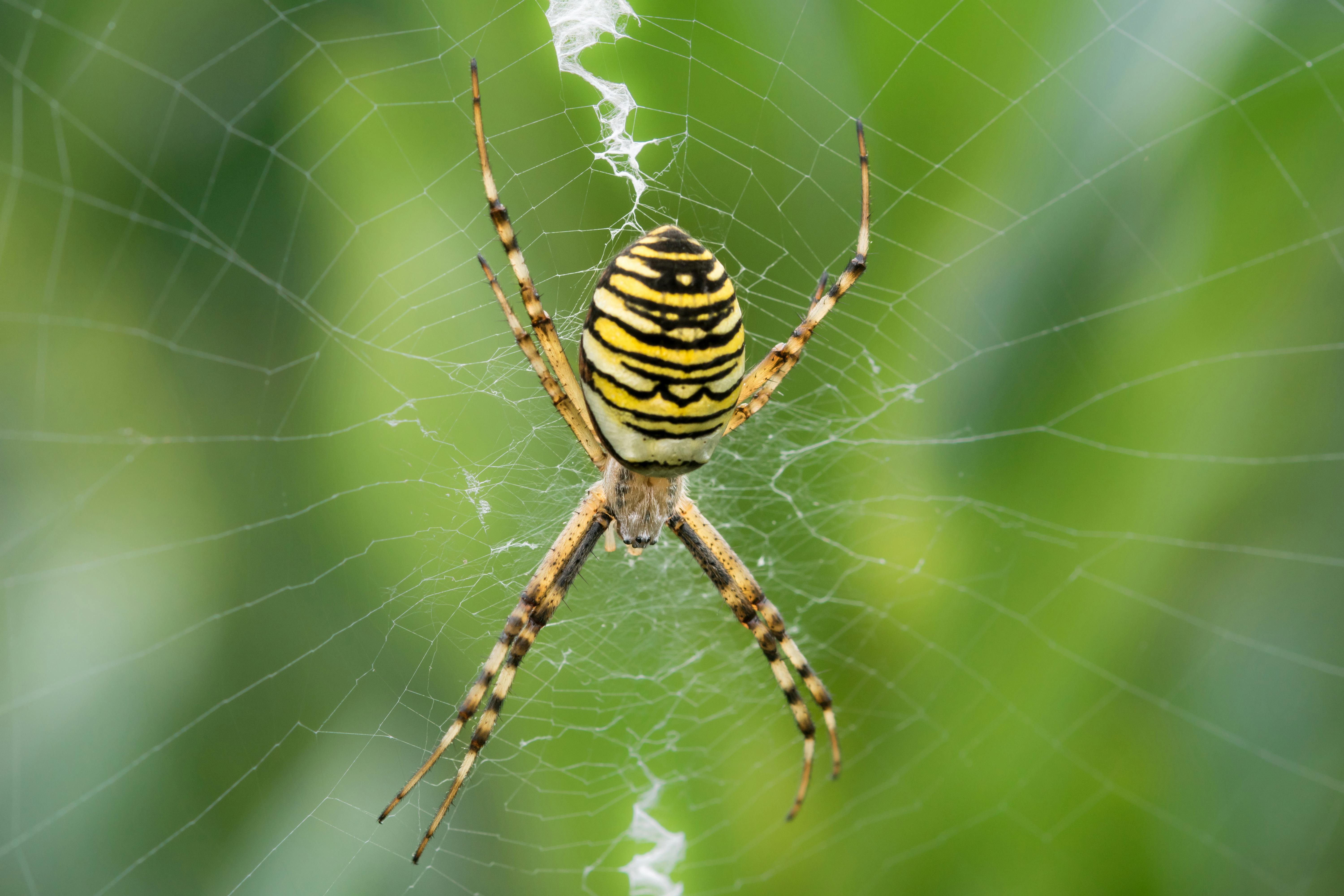 Brown White Black And Yellow Spider Free Stock Photo