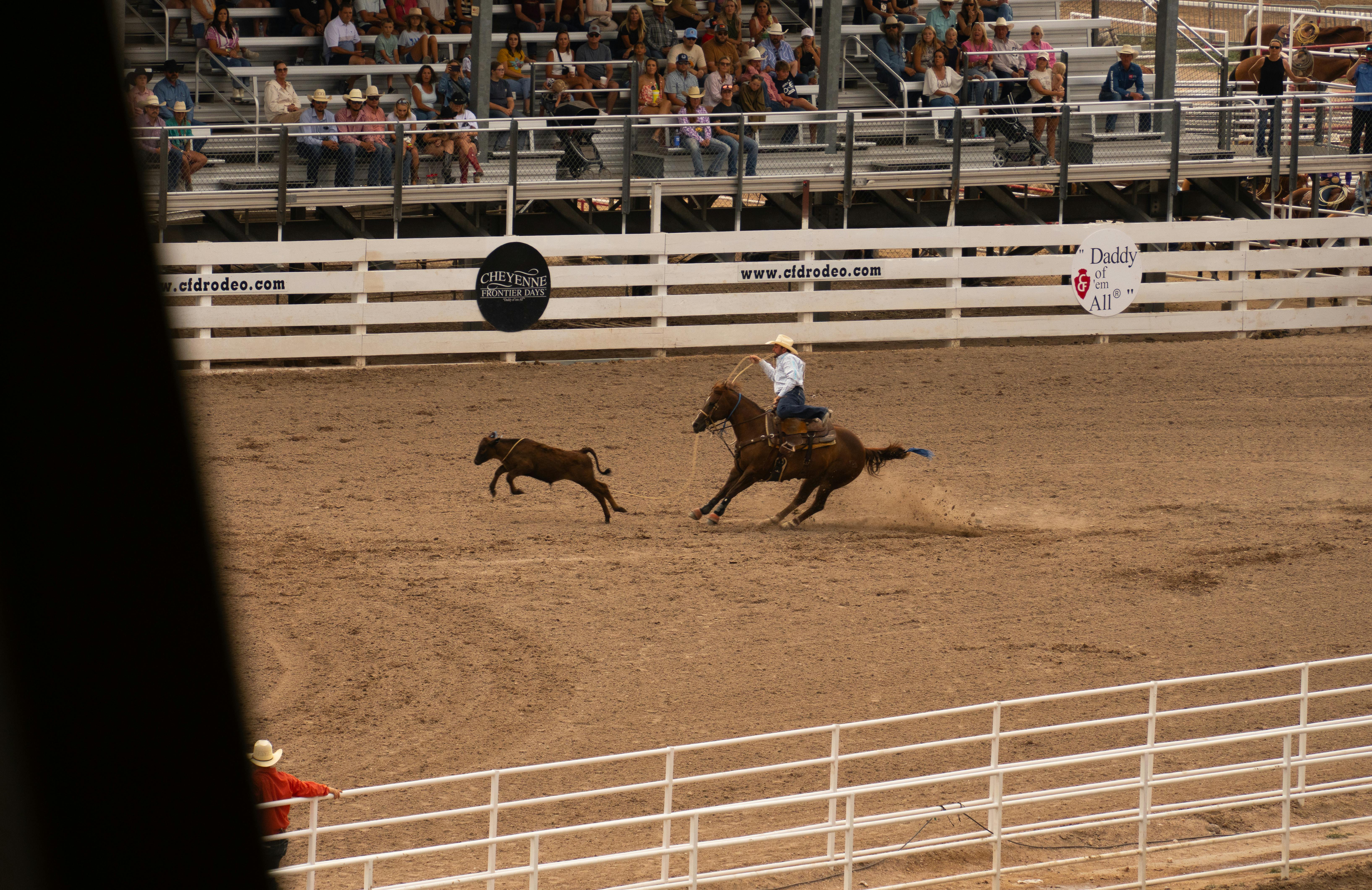 a cowboy riding a horse and a dog in a rodeo