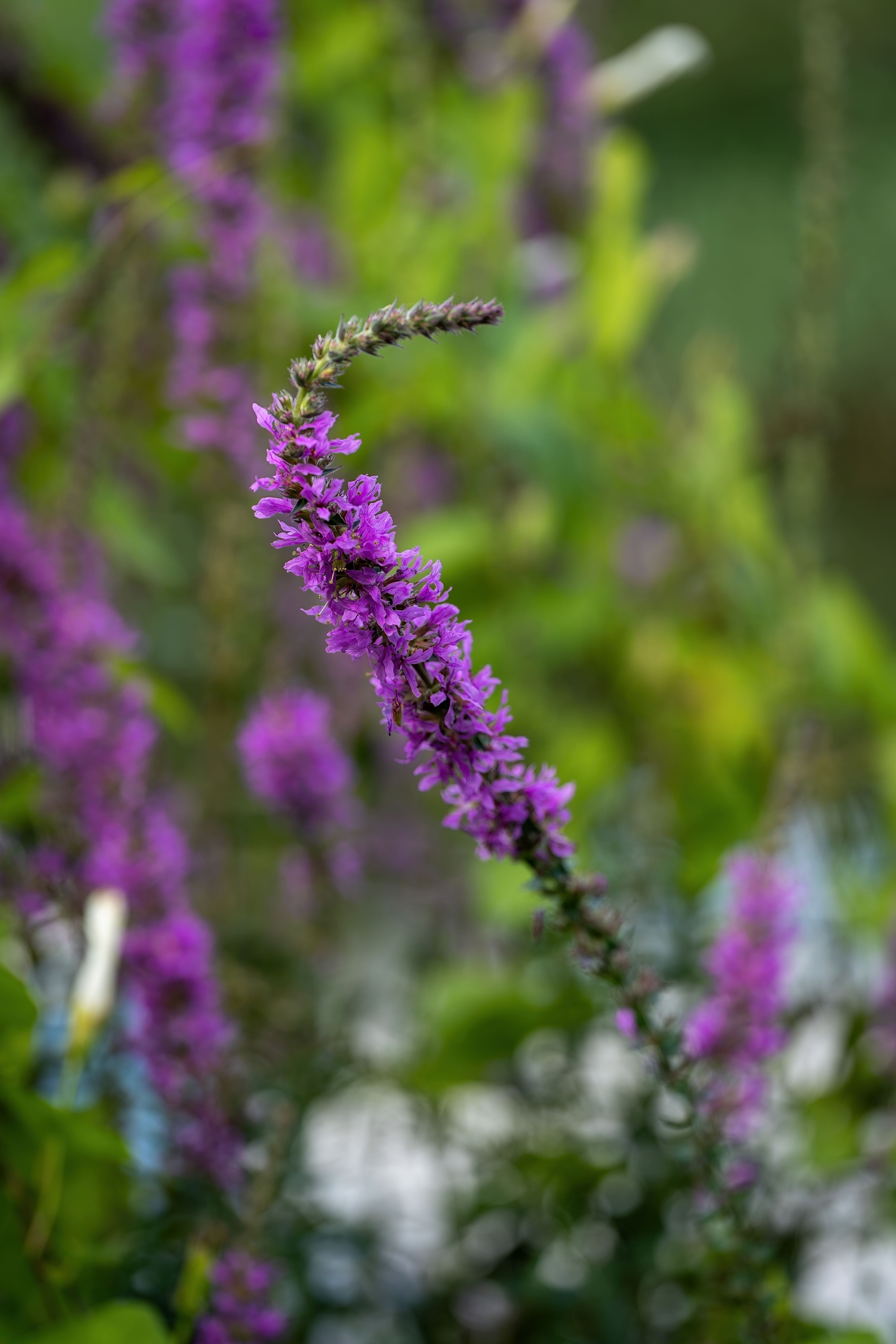 Free Close-up of a vivid purple loosestrife flower in full bloom, showcasing natural beauty. Stock Photo