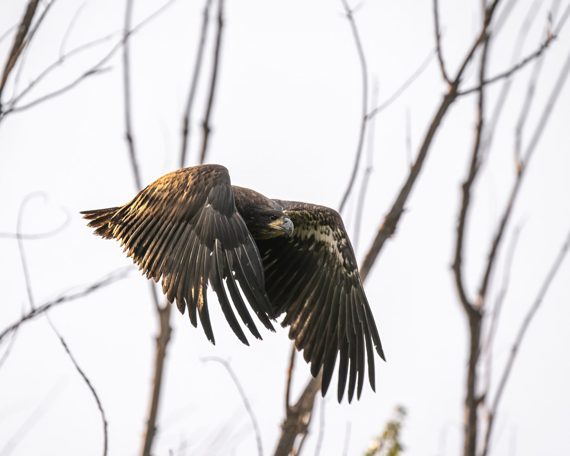 Bald eagle soaring through the sky in East Wenatchee, WA, showcasing its powerful wingspan and natural beauty.