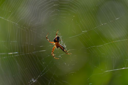 Free Detailed close-up of a spider on its web with a vibrant green background, capturing the essence of wildlife. Stock Photo