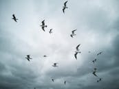 一群海鸥在阴沉的天空中飞翔，展现了野生动物运动的美丽