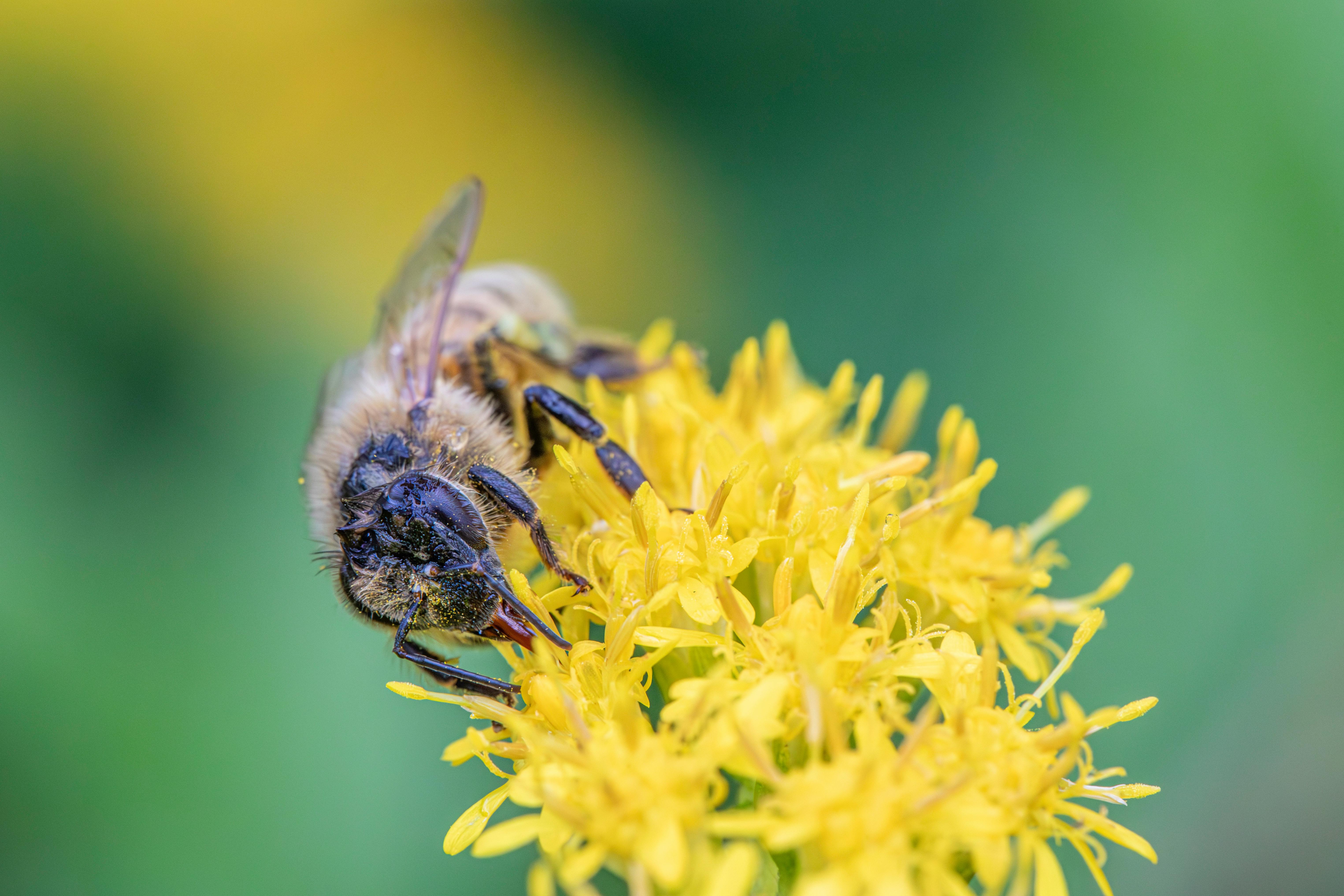 a bee is on a yellow flower with green leaves