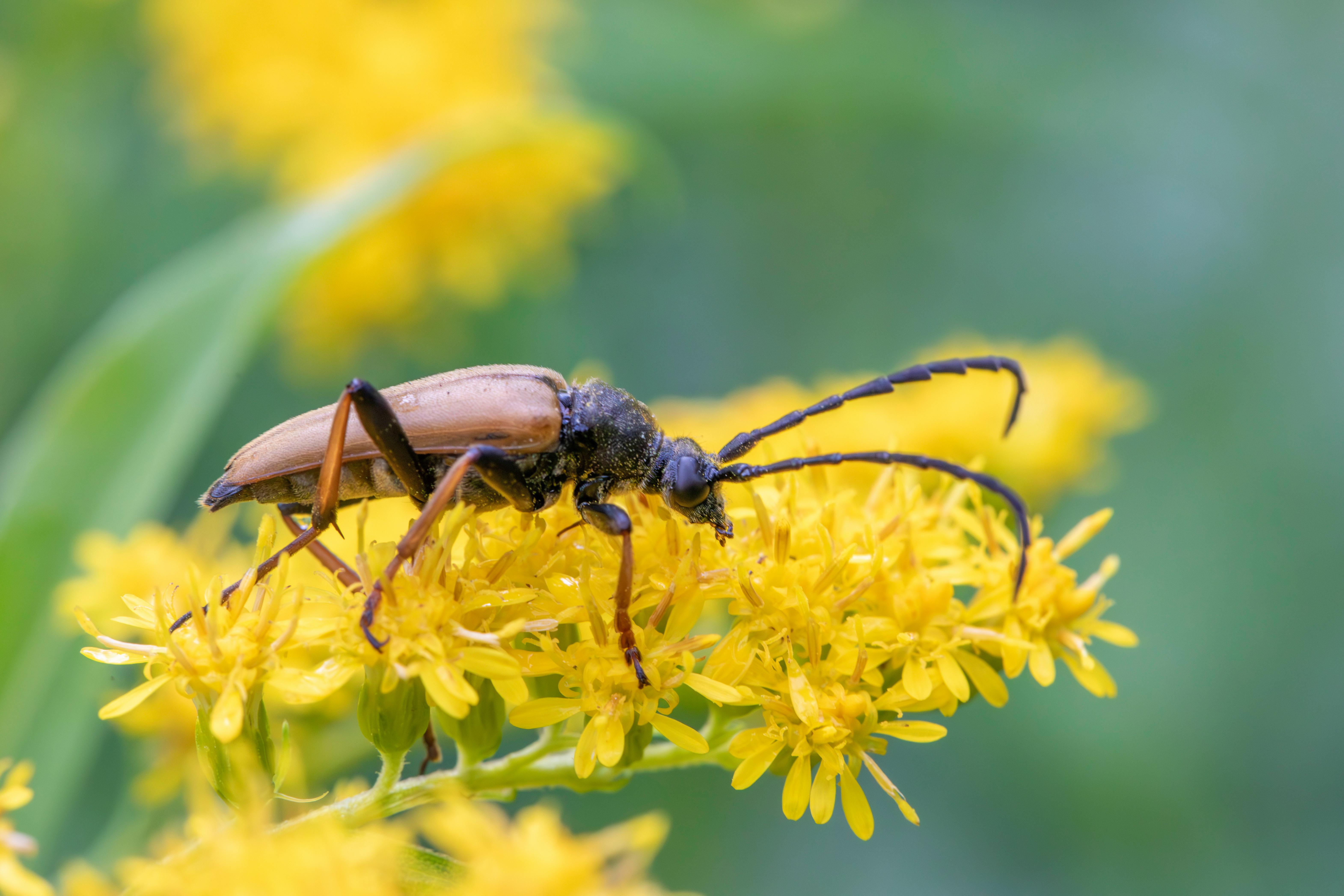 a beetle on yellow flowers with green leaves