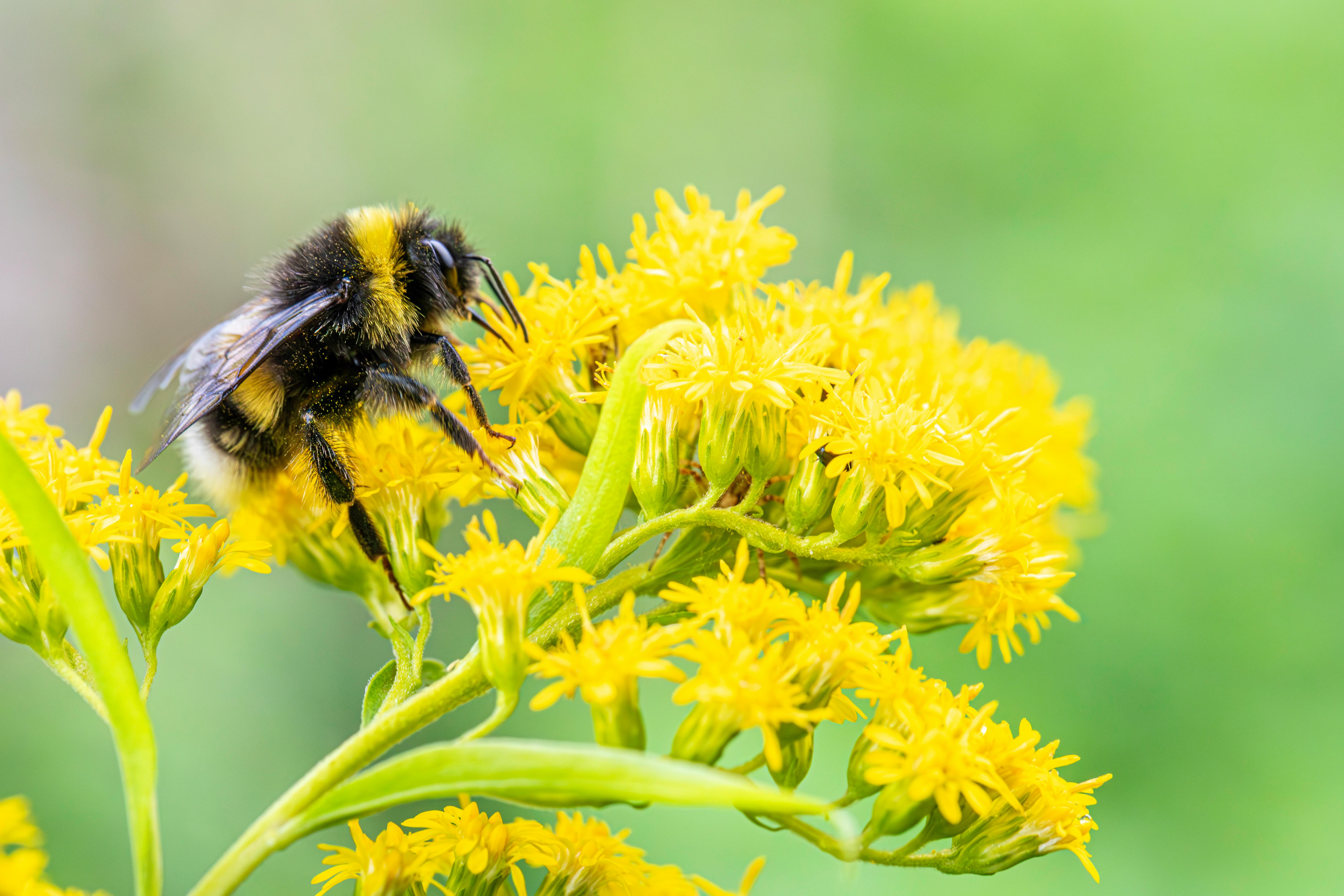 a bee is sitting on a yellow flower