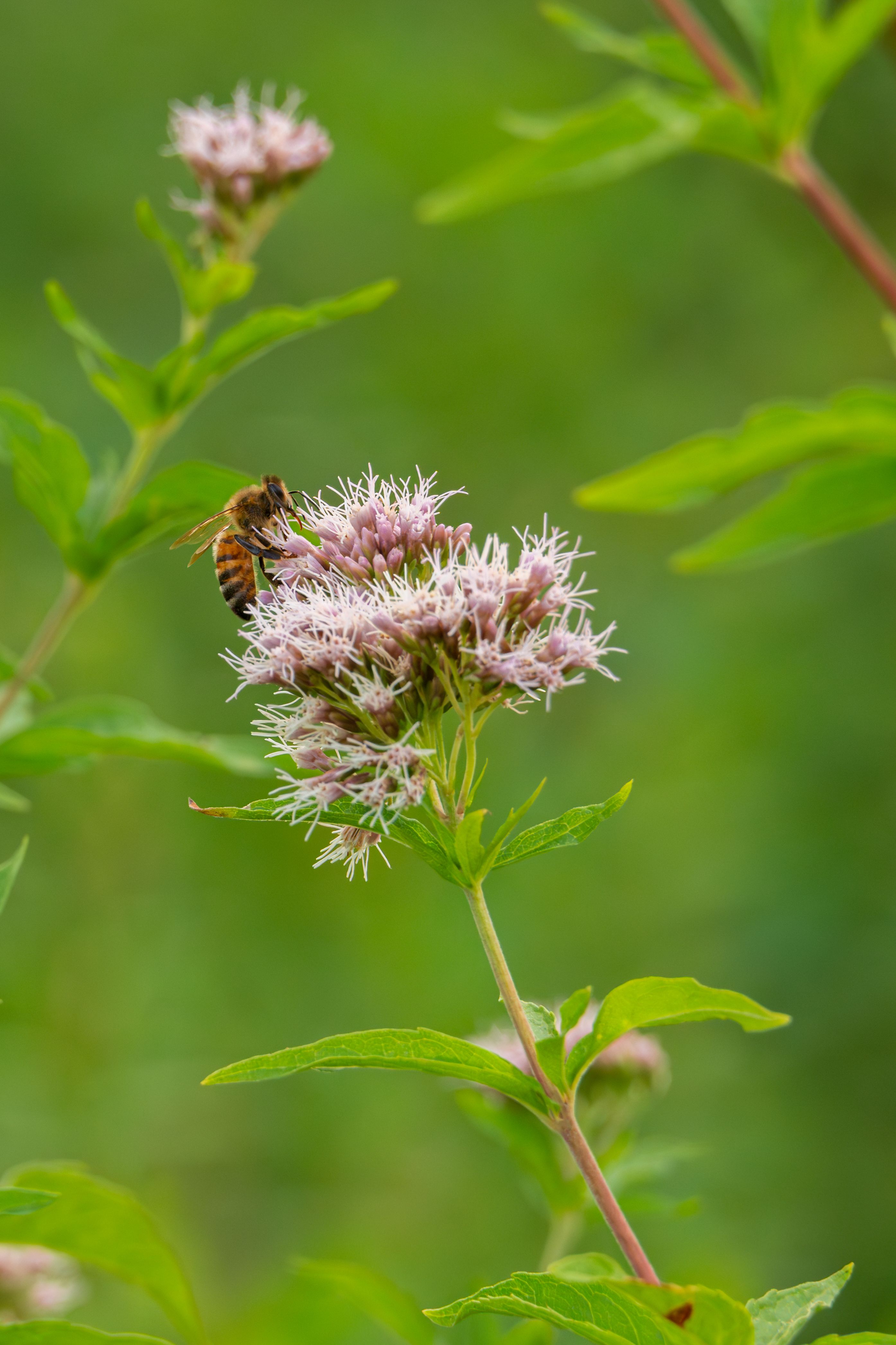 Agrimony