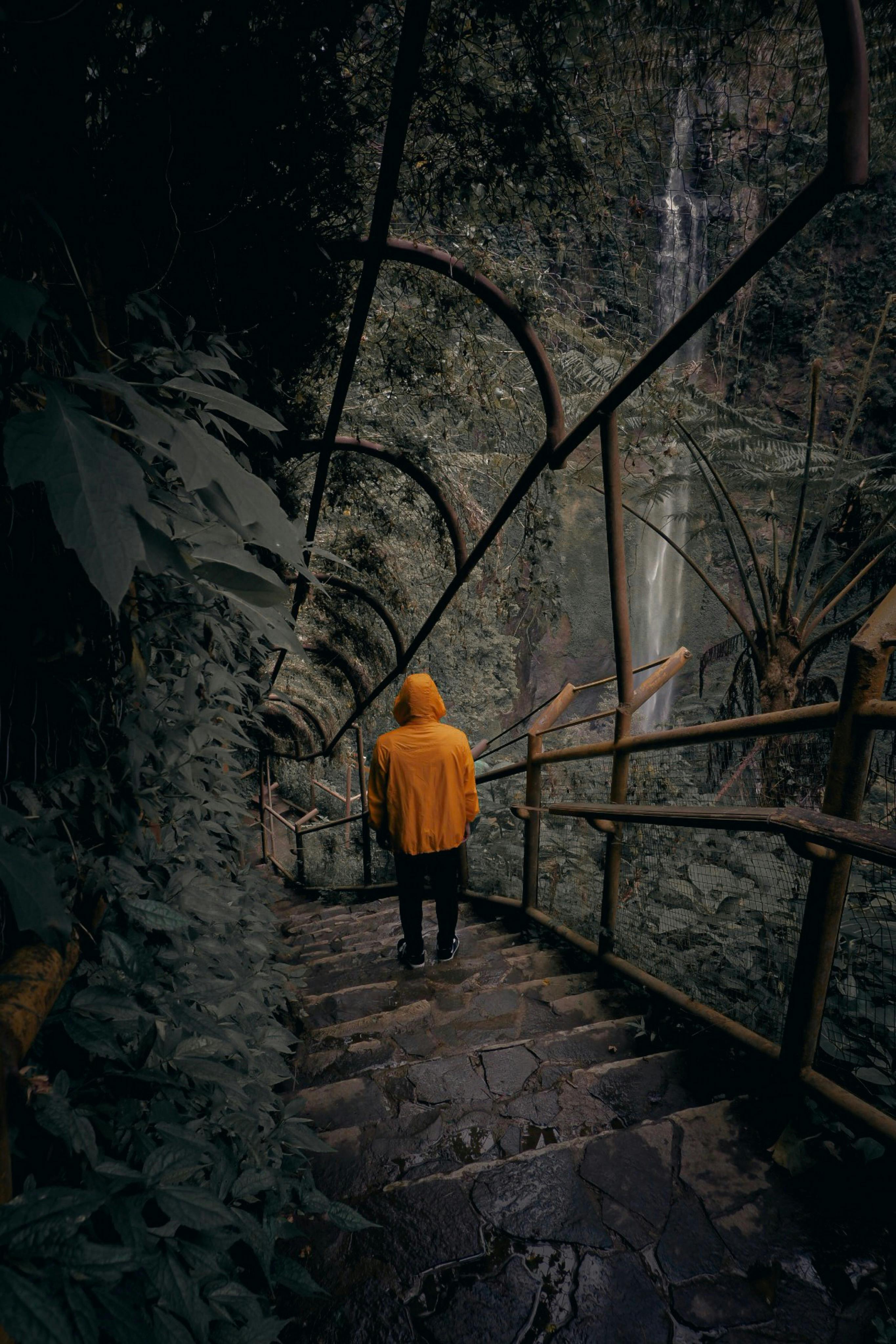 一个穿着黄色连帽衫的人，正沿着被郁郁葱葱的绿色植物包围的森林楼梯向下走去的背影