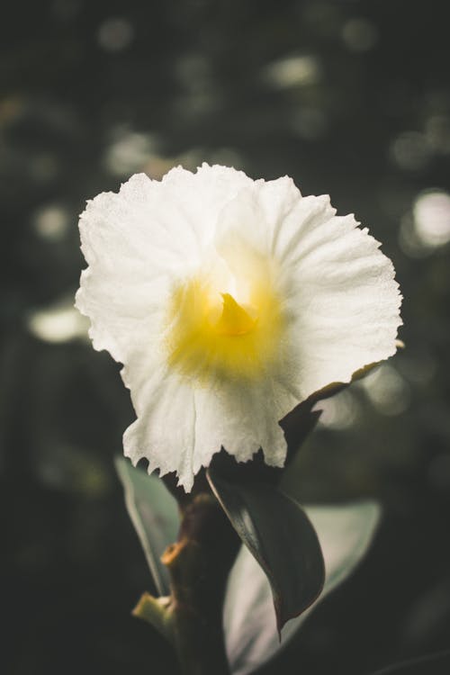 Free stock photo of bloom, blossom, blur