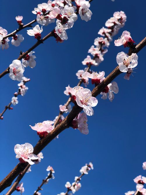 Free Elegant cherry blossoms blooming against a vibrant blue sky in Friuli-Venezia Giulia, Italy. Stock Photo