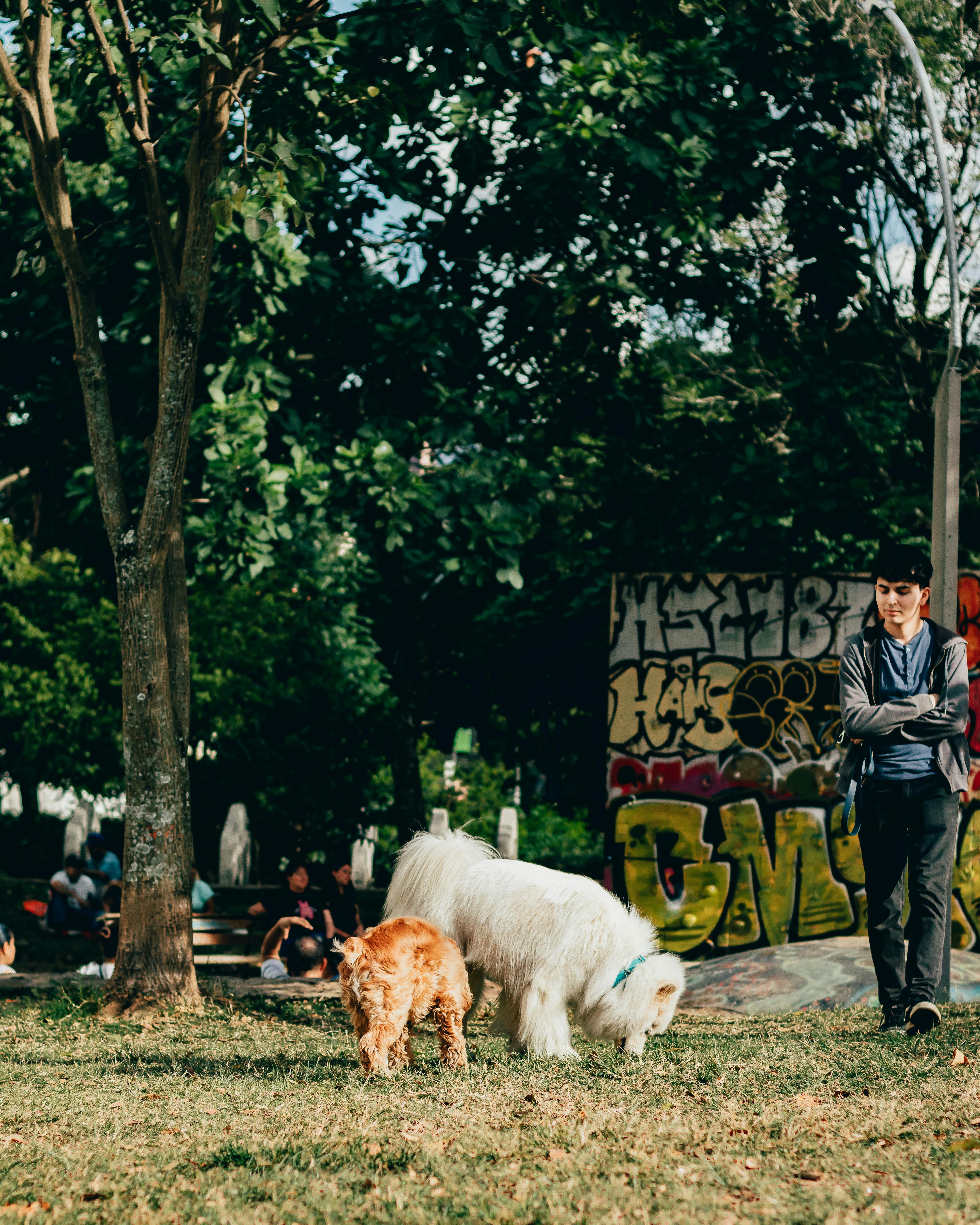 A man and two dogs in a park