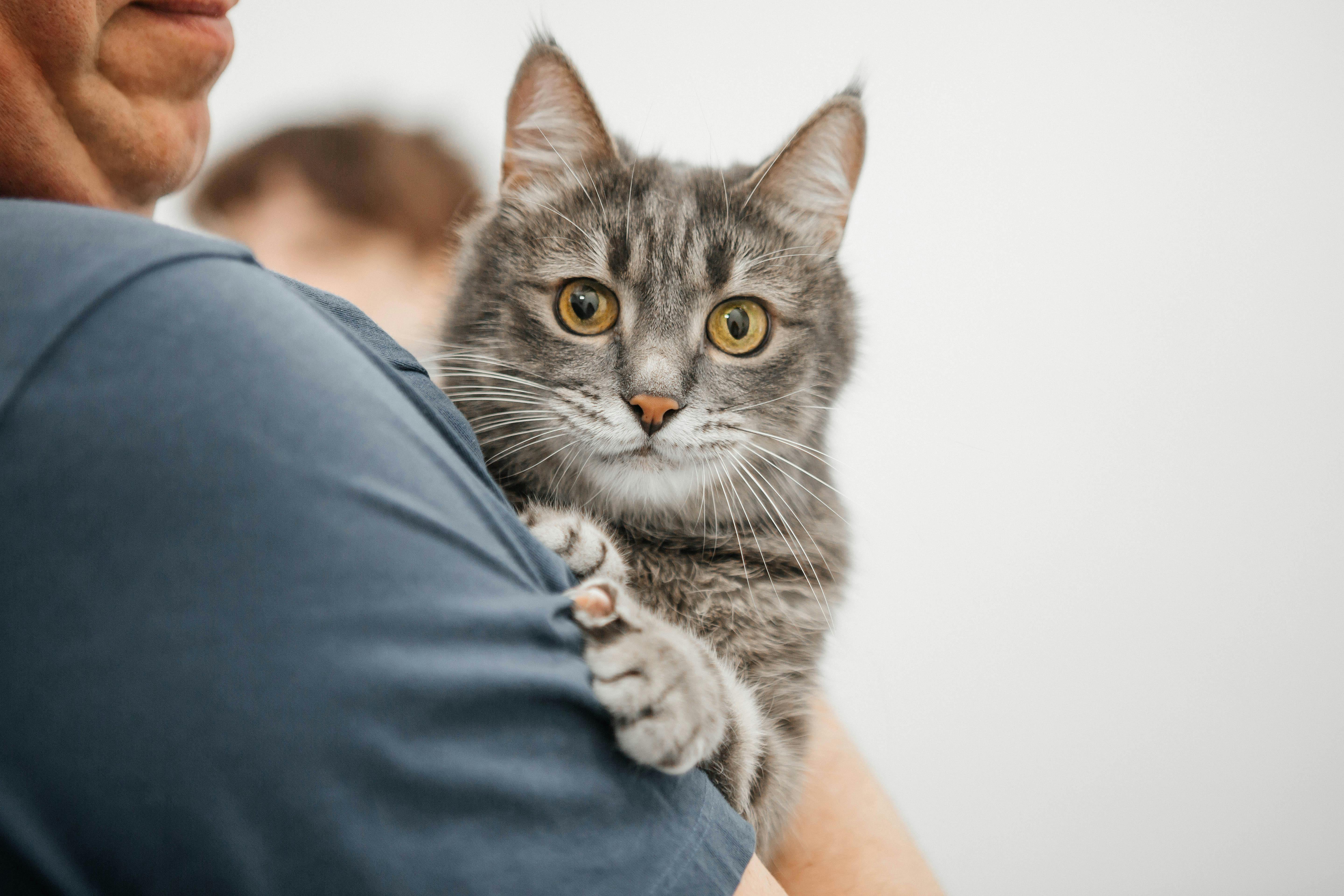 pet care pet safety — Photo by Ольга А on Pexels