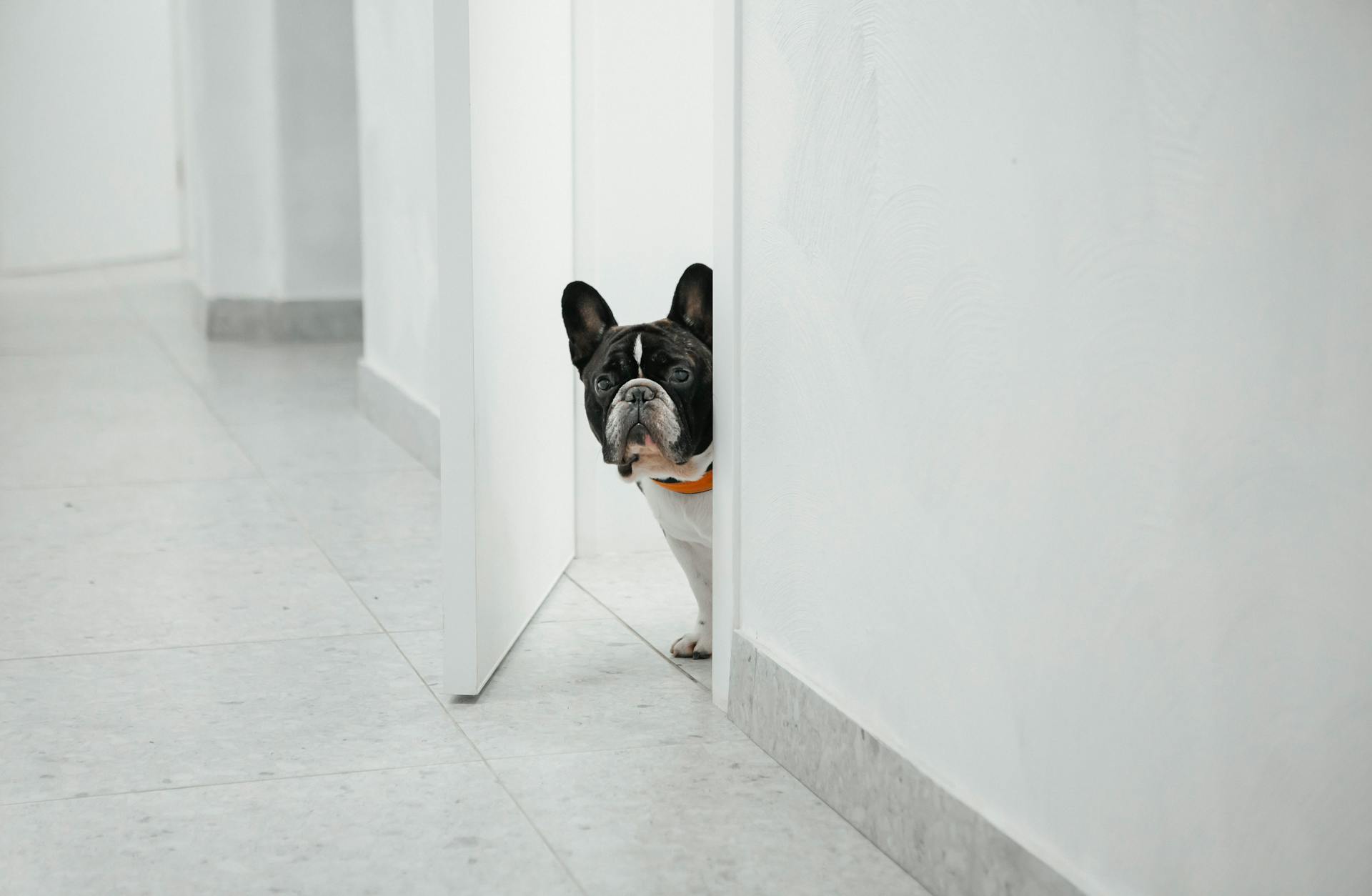 Bulldog kijkt achter Doorway