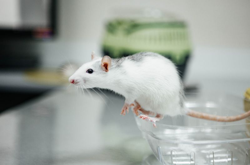 Animal Models and Technical Services
