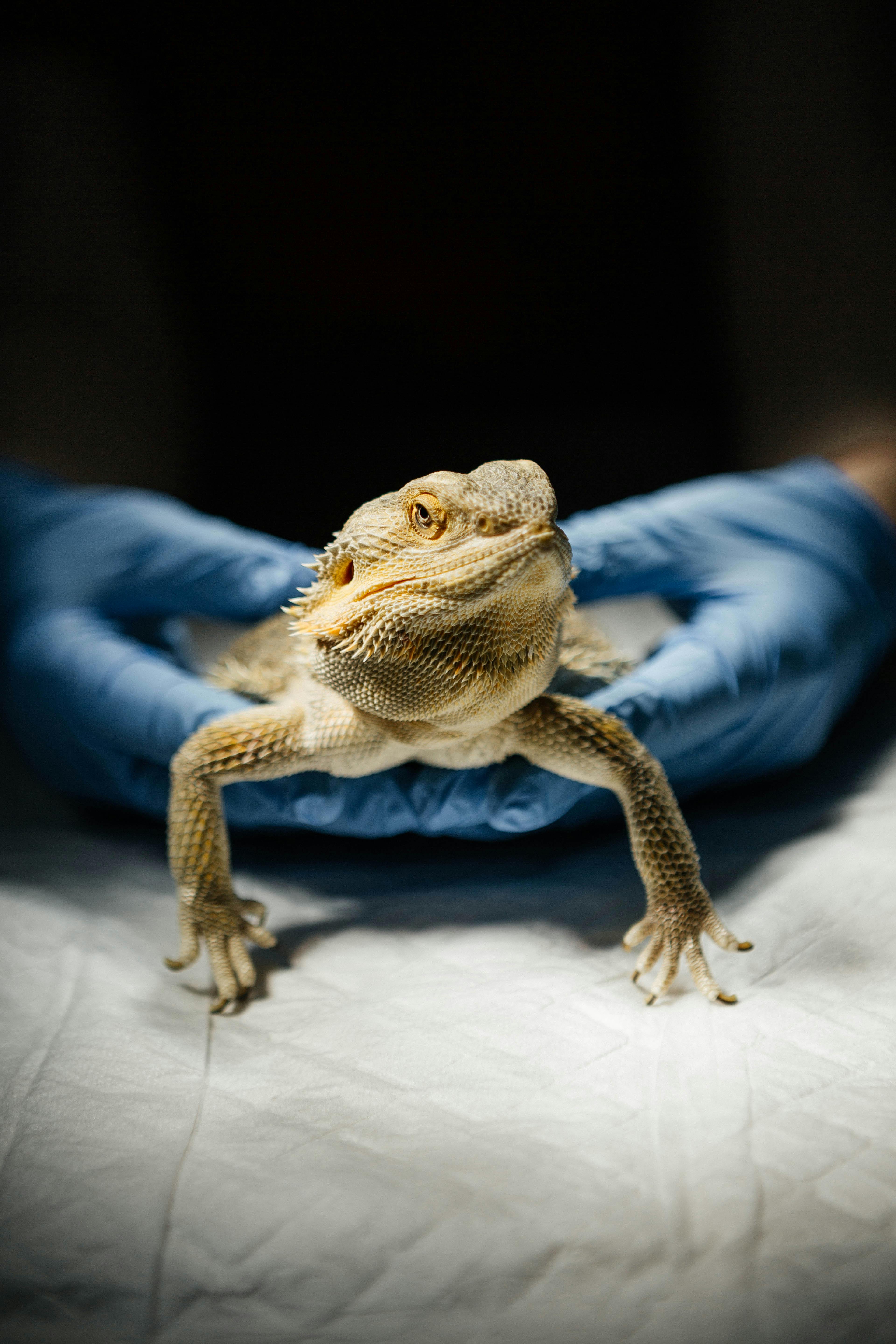 A bearded dragon in a blue glove