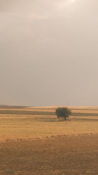 A solitary tree stands in a vast, arid landscape under a warm, muted sky.