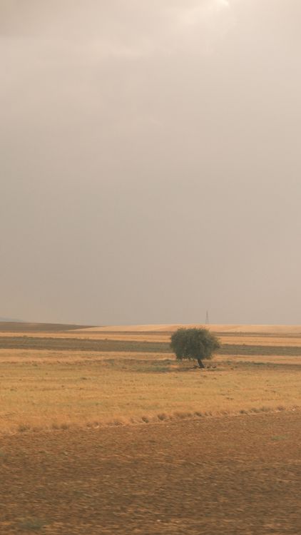 A lone tree in a field under a cloudy sky · Free Stock Photo
